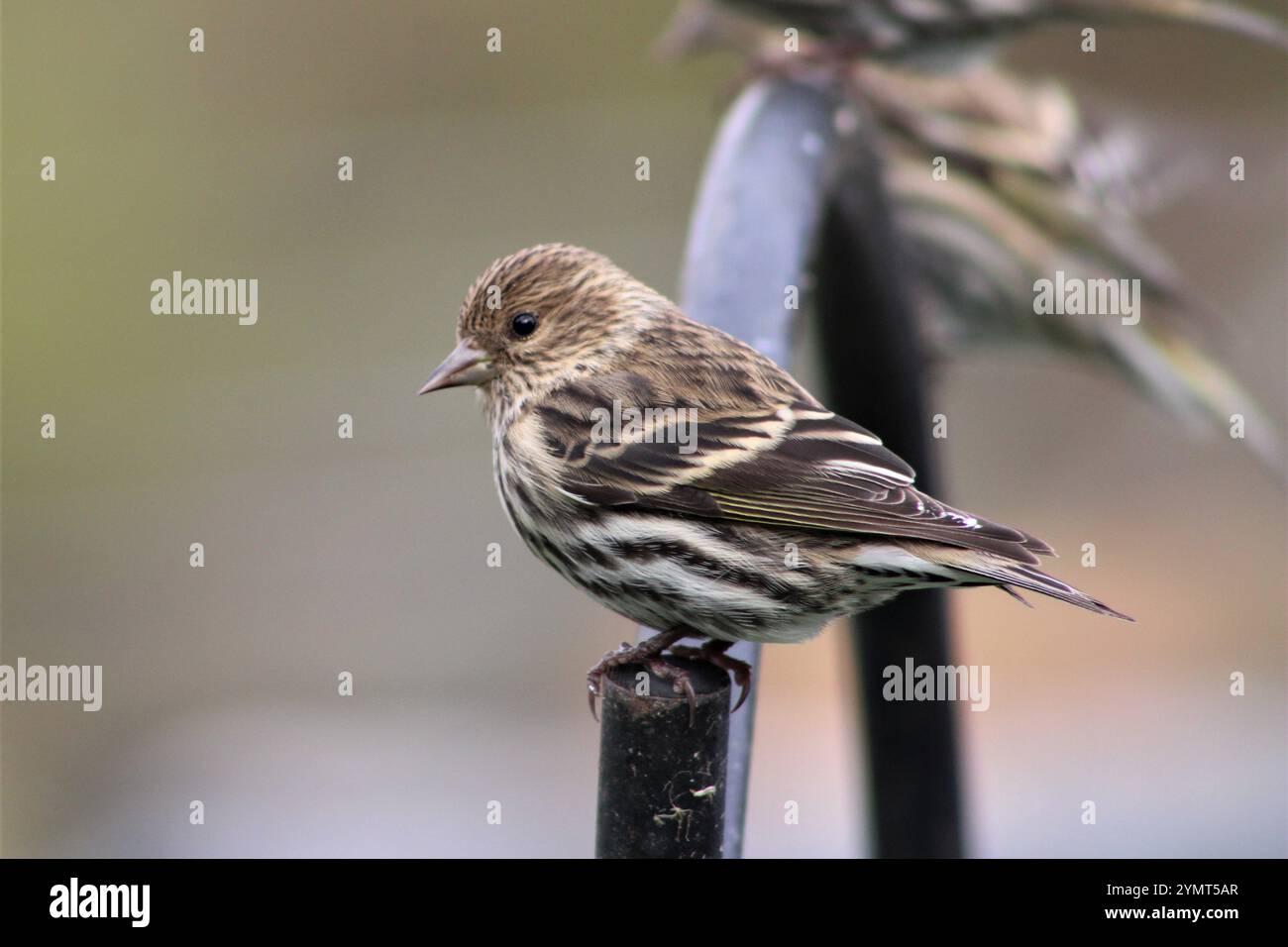 Pine Siskin (Spinus pinus) im Norden von Illinois. Stockfoto