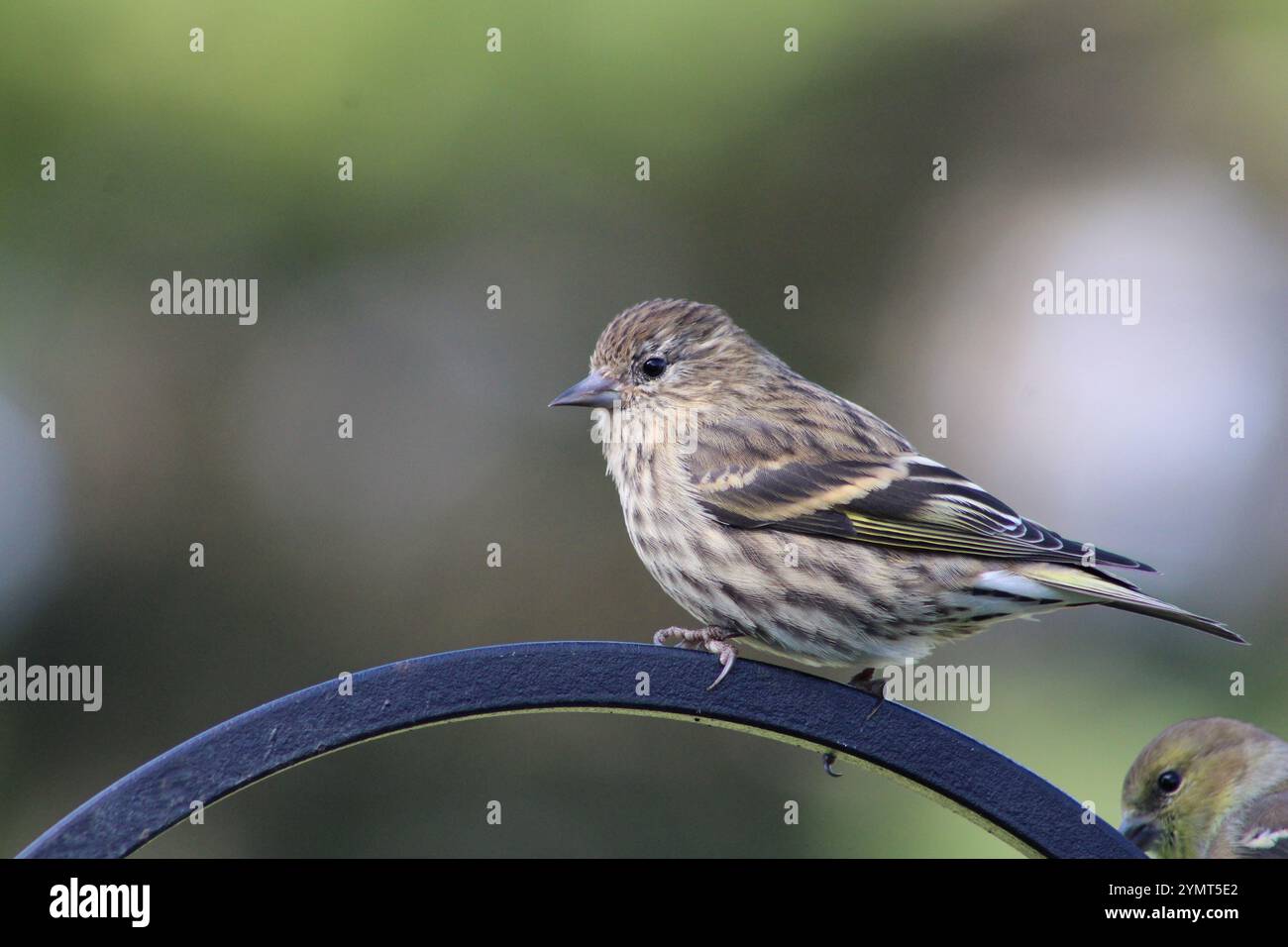 Pine Siskin (Spinus pinus) im Norden von Illinois. Stockfoto