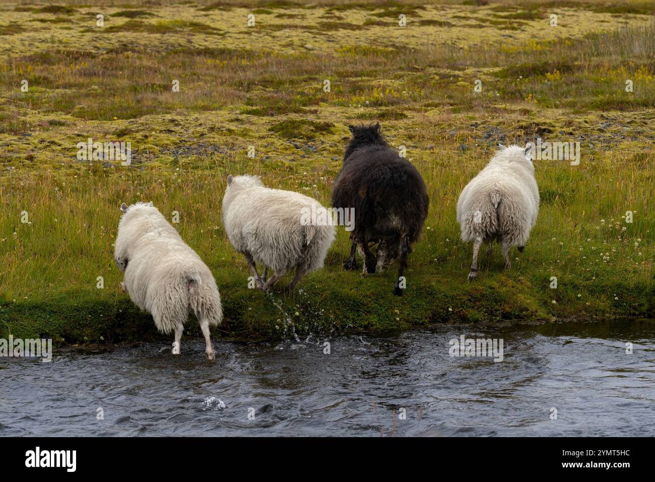 Islandschafe. Gesehen in der Nähe der Bull House Gorge (Nauthúsagil), Island Stockfoto
