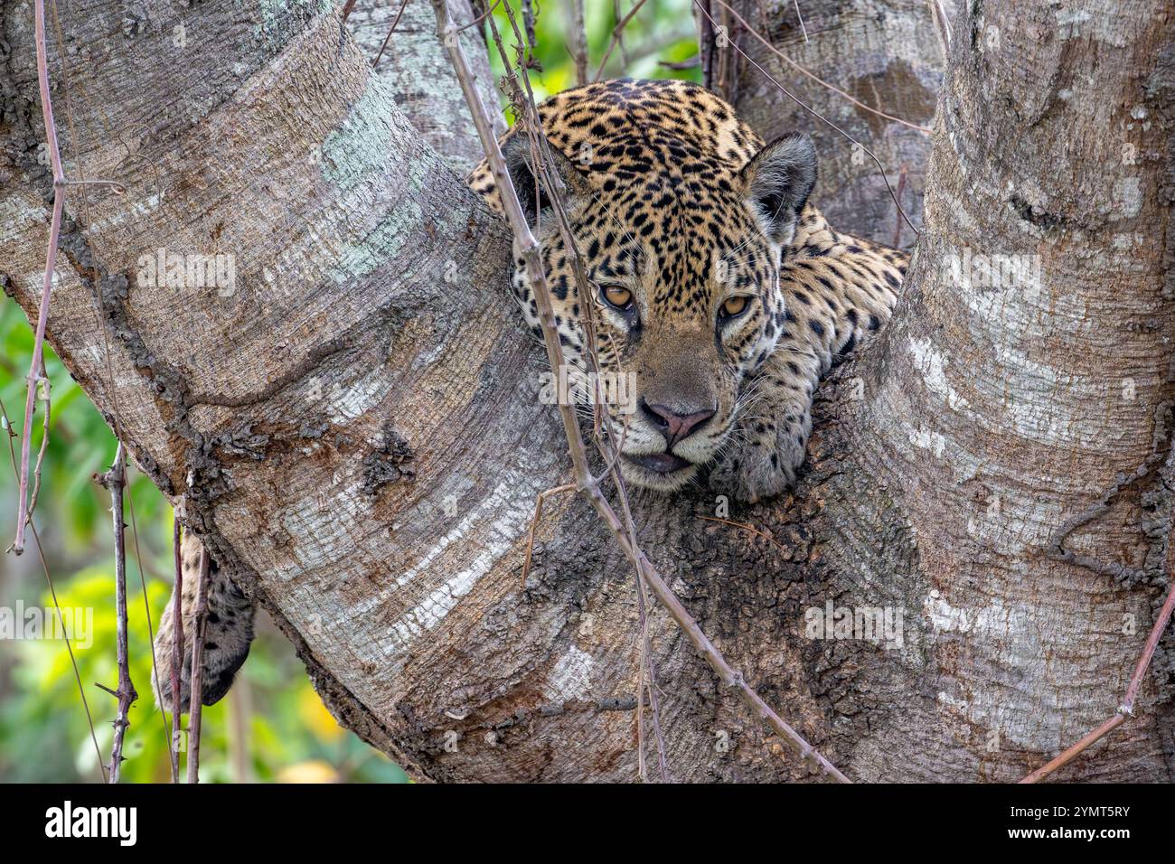 Jaguar Porträt – Kopf und Schultern in der Gabel eines großen Baumes Stockfoto