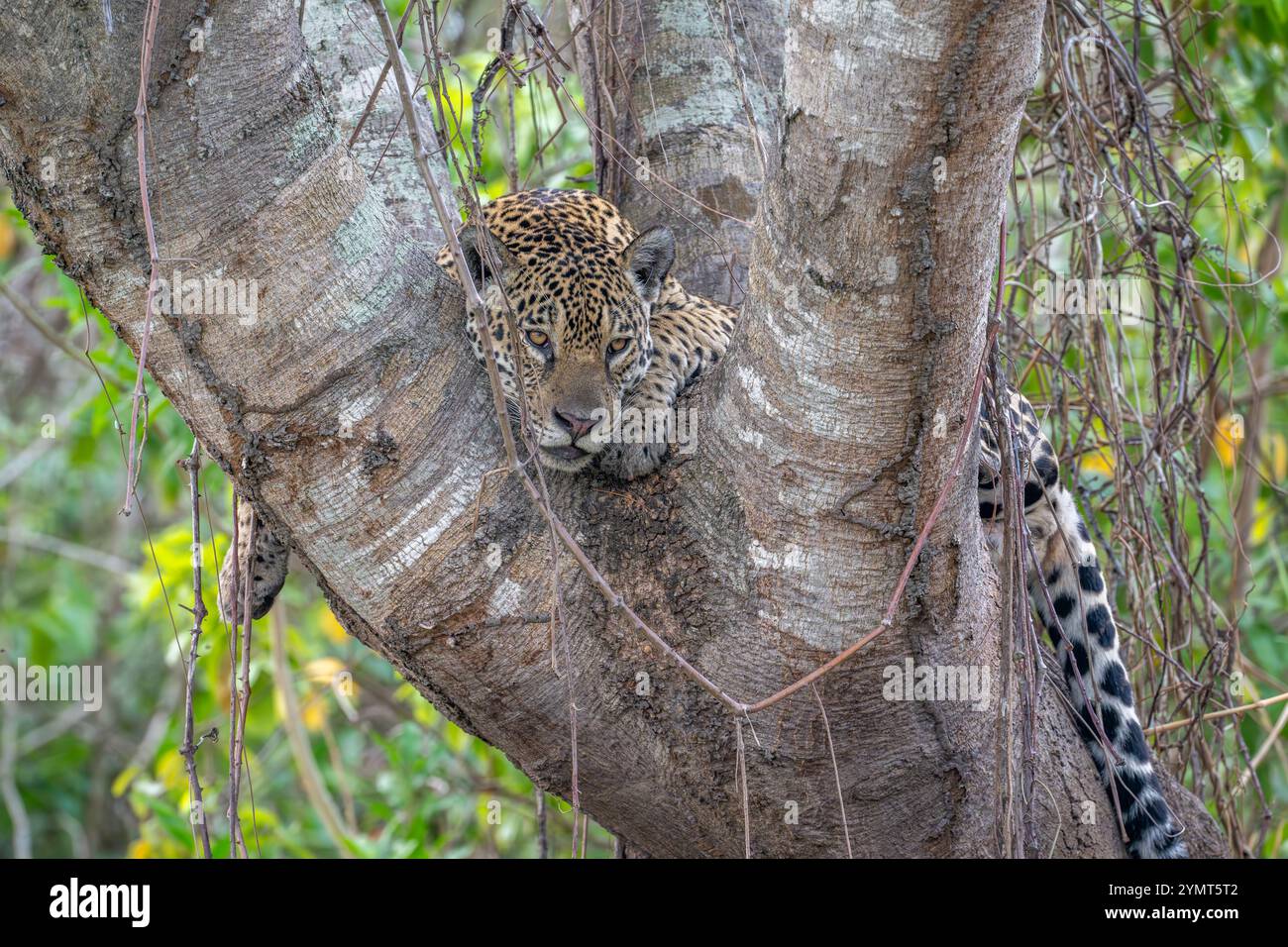 Jaguar Porträt – Kopf und Schultern in der Gabel eines großen Baumes Stockfoto