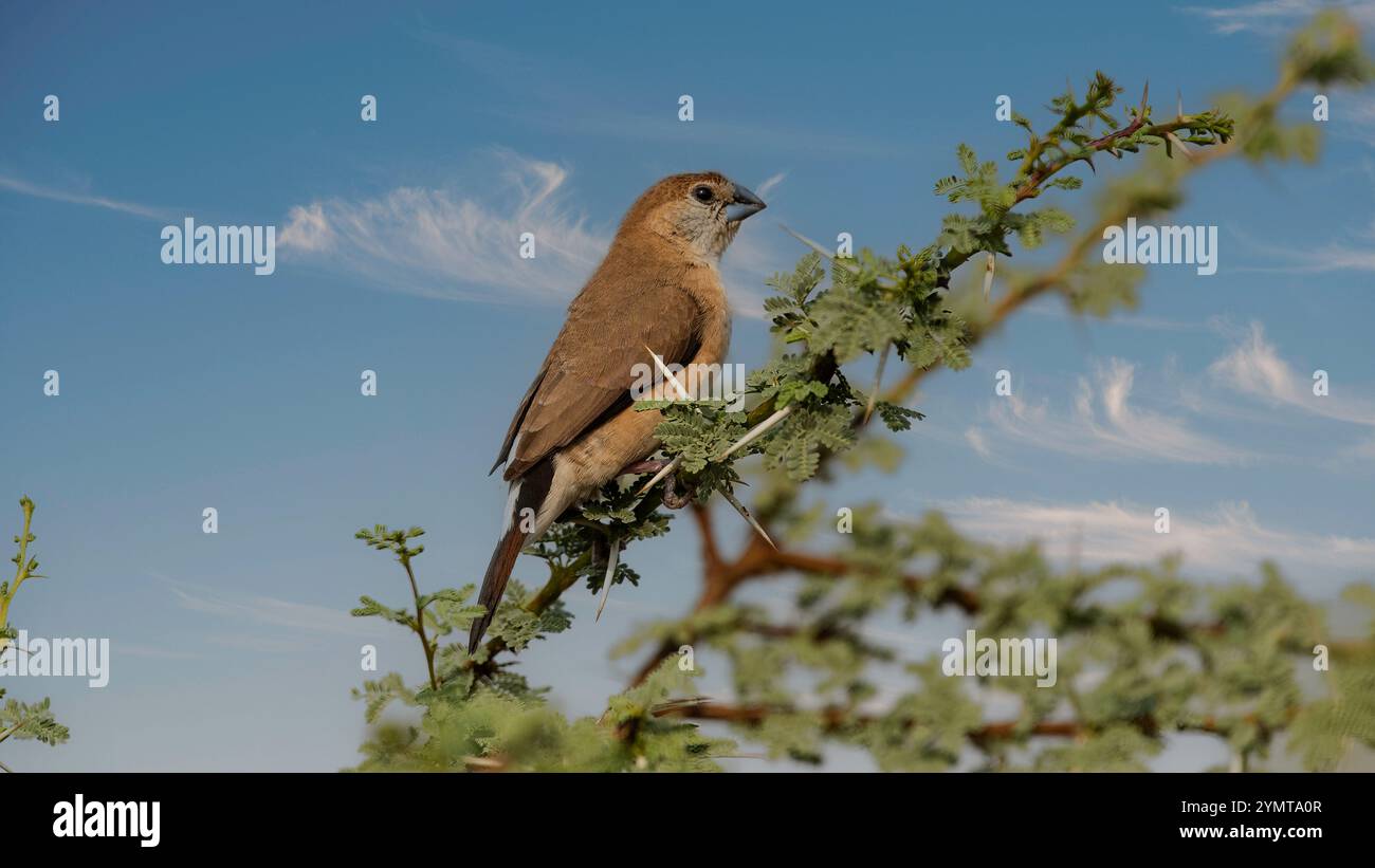 Die Silberschnabelmunia, auch bekannt als Indische Silberschnabelmunia oder Weißschnabelmunia, ist ein kleiner langschwanzfink mit einem klobigen Körper. Stockfoto