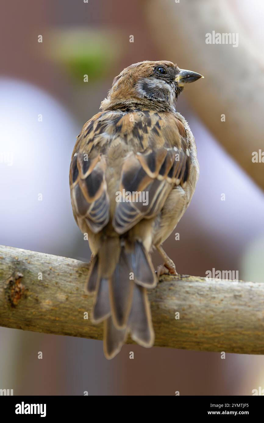 Männlicher Baumsperling in einem städtischen Garten (Passer montanus) Stockfoto Männlicher Baumsperling in einem städtischen Garten (Passer montanus) Stockfoto