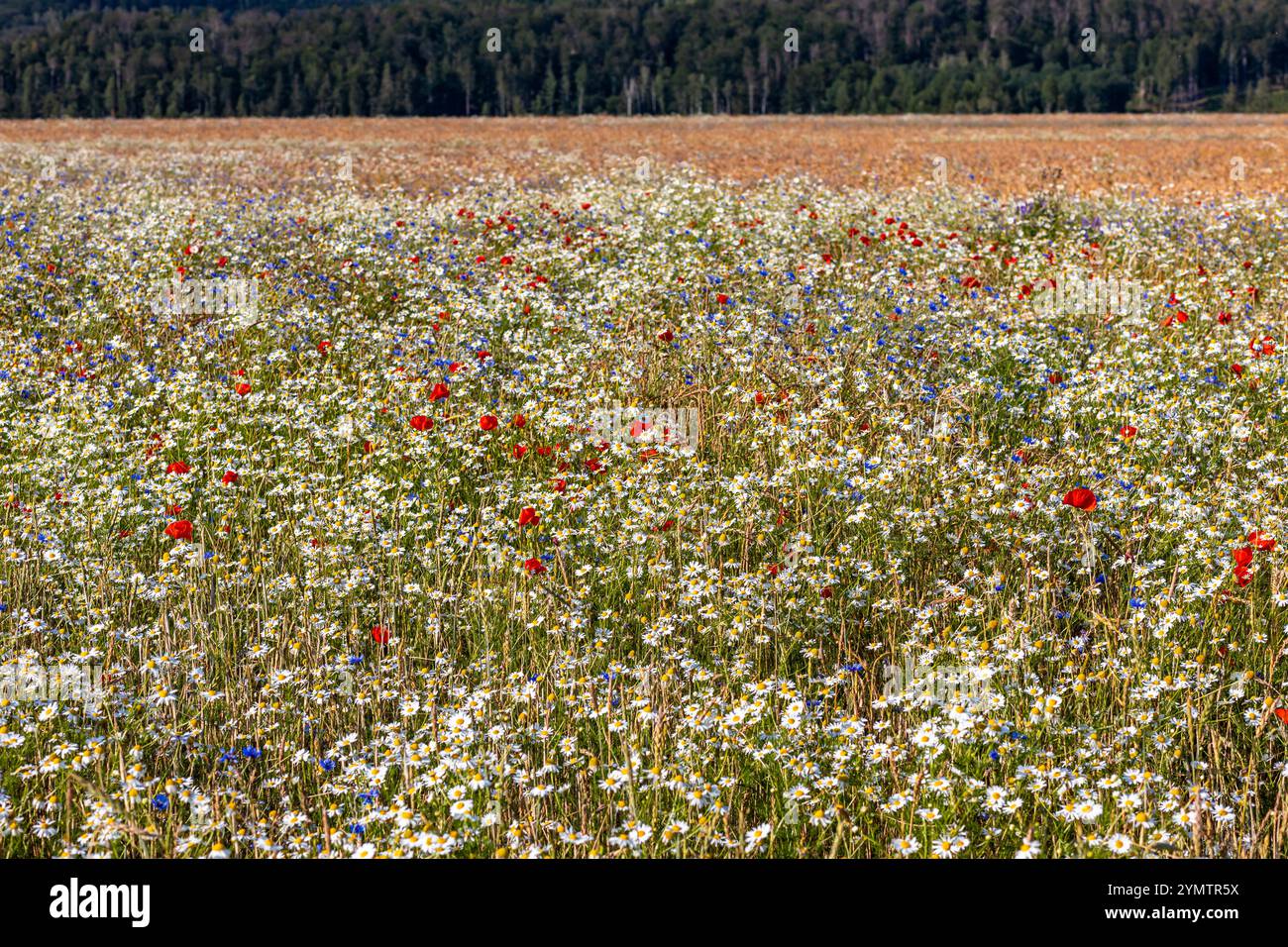 Wildblumen im Feld Stockfoto