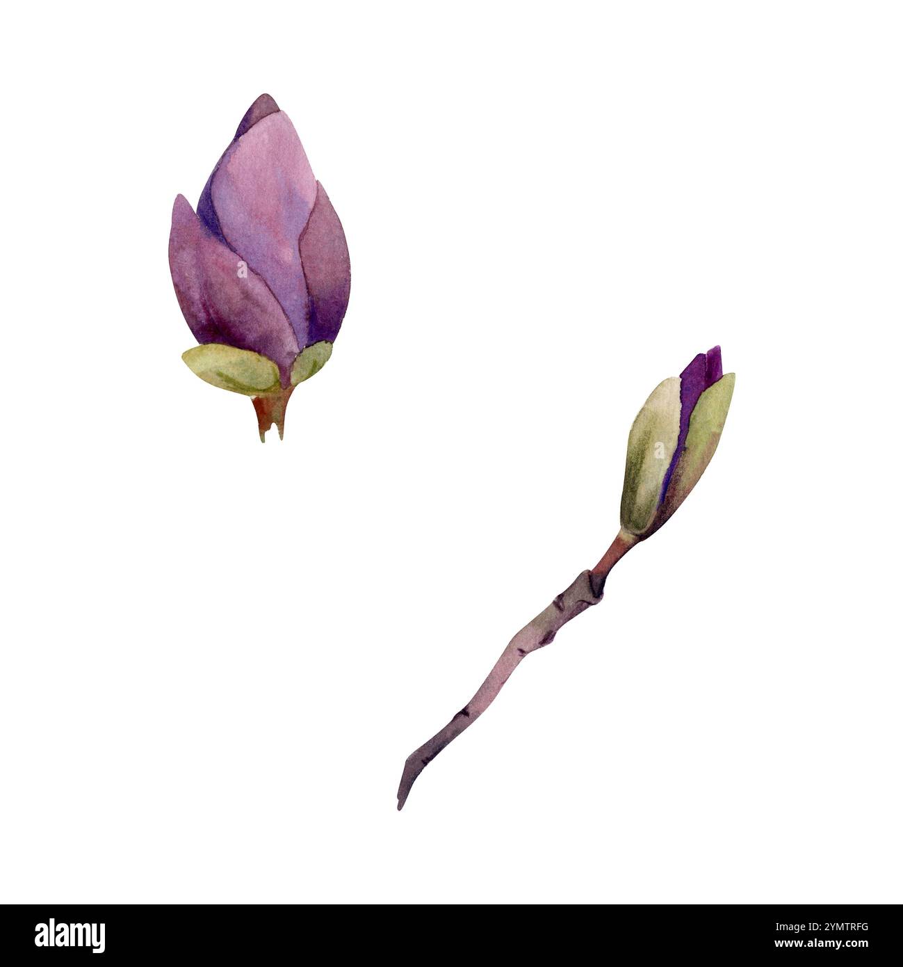 Frühlingsblume, malvenfarbene Magnolie kamelienbaum Buschknospen auf Zweig, exotische isolierte botanische Illustration handgezeichnet in Aquarell. Einzelelement-Objekt Stockfoto