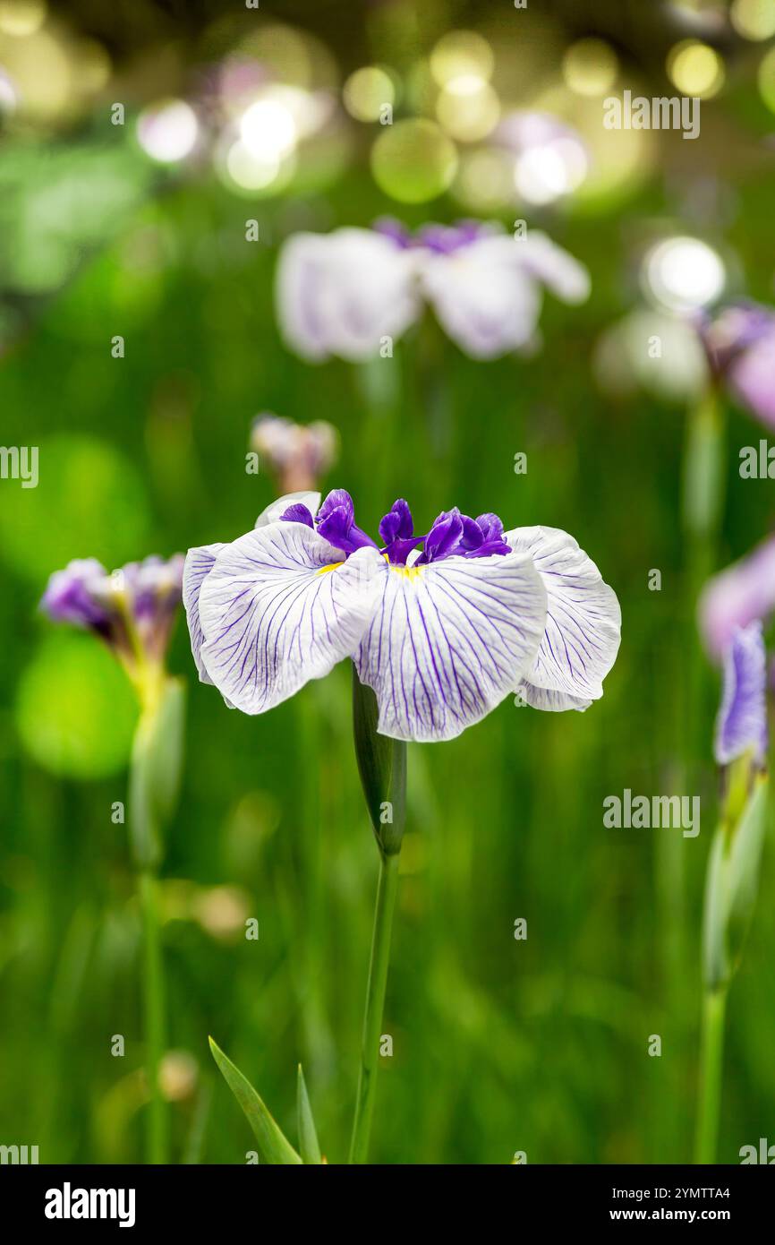 Schöne zarte lila und weiße japanische Irisblume, Iris ensata, über grünem Grashintergrund. Mit Leerzeichen für Text. Stockfoto