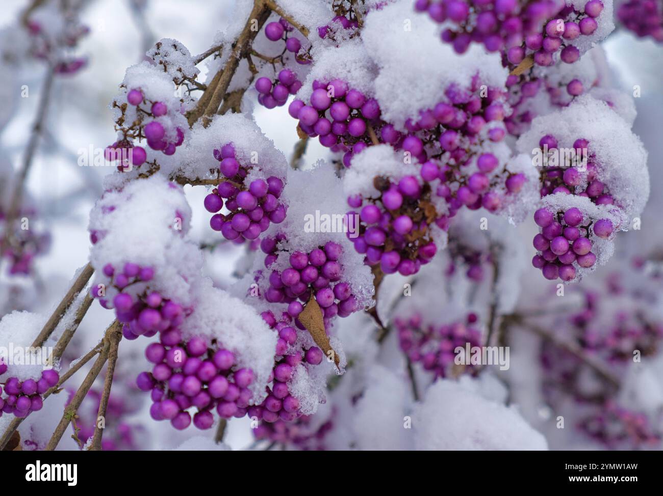 Callicarpa, Liebesperlenstrauch, mit Schnee *** Callicarpa, Liebesperlenstrauch, mit Schnee Stockfoto