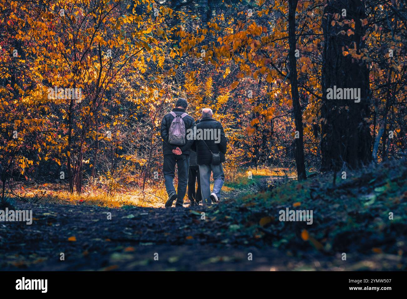 In einer ruhigen Herbstszene genießen zwei Individuen einen gemütlichen Spaziergang zusammen, während sie durch einen wunderschön farbigen Wald laufen, der mit leuchtenden Orange- und Gelbtönen gefüllt ist Stockfoto