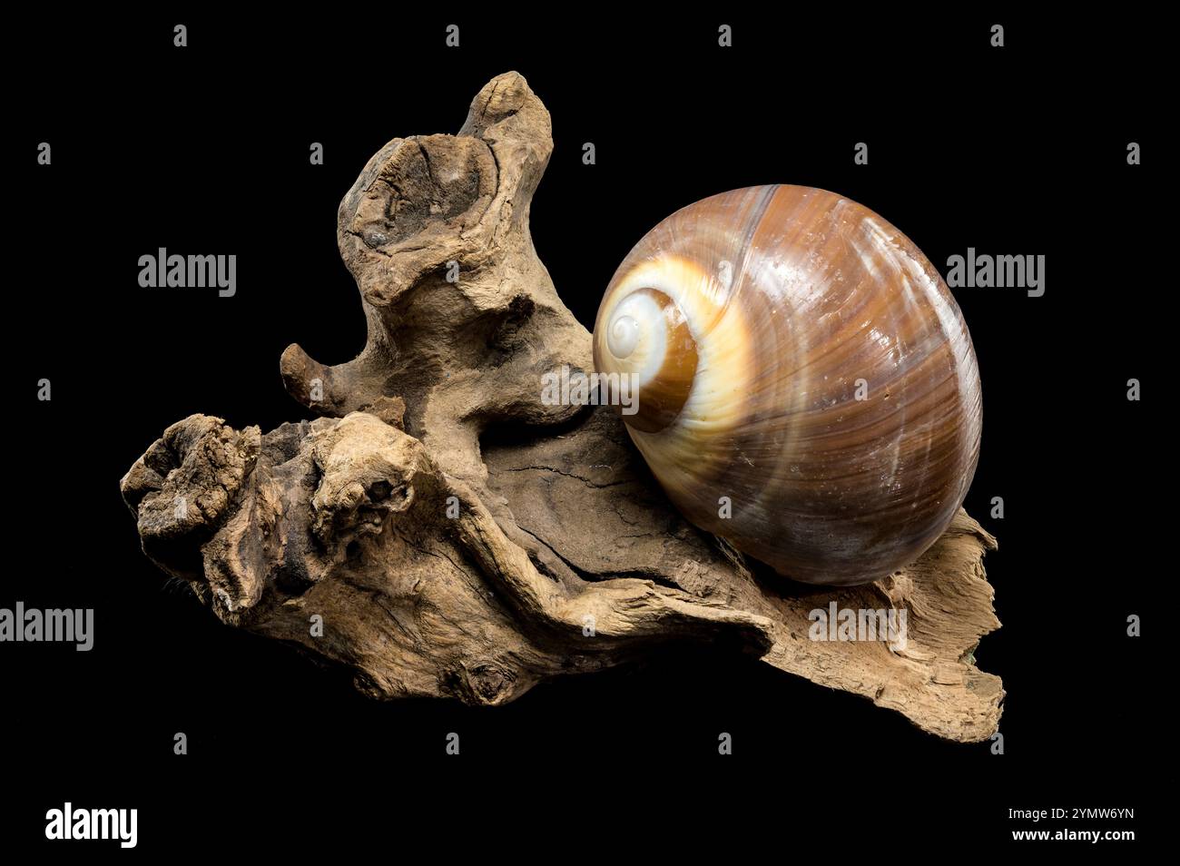 Eine polierte braune Mondschneckenschale mit dezenten cremefarbenen und weißen Spiralen, die elegant auf strukturiertem Treibholz vor einem krassen schwarzen Hintergrund aufliegt, zeigt Stockfoto