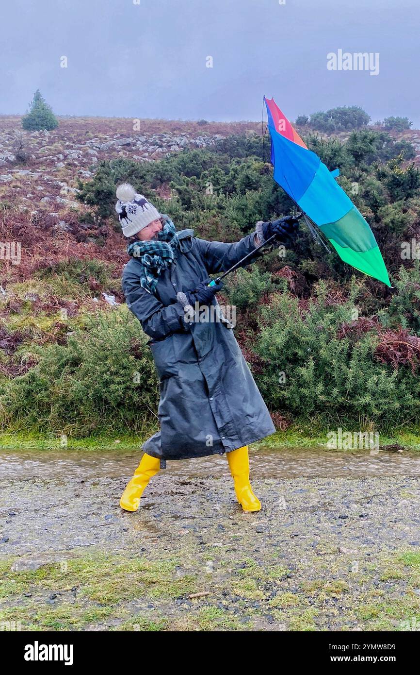 Belstone, Dartmoor, Devon, Großbritannien. Samstag, 23. November 2024. Wetter in Großbritannien: Raich Keene kämpft bei einem regnerischen Spaziergang in Belstone, Dartmoor, Devon gegen starke Sturm-Bert-Winde. Hinweis: Nidpor/Alamy Live News Stockfoto