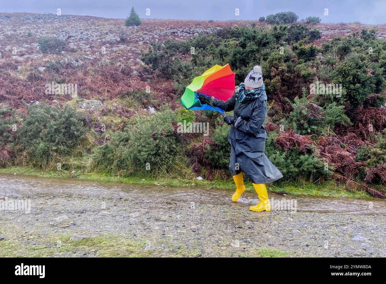 Belstone, Dartmoor, Devon, Großbritannien. Samstag, 23. November 2024. Wetter in Großbritannien: Raich Keene kämpft bei einem regnerischen Spaziergang in Belstone, Dartmoor, Devon gegen starke Sturm-Bert-Winde. Hinweis: Nidpor/Alamy Live News Stockfoto