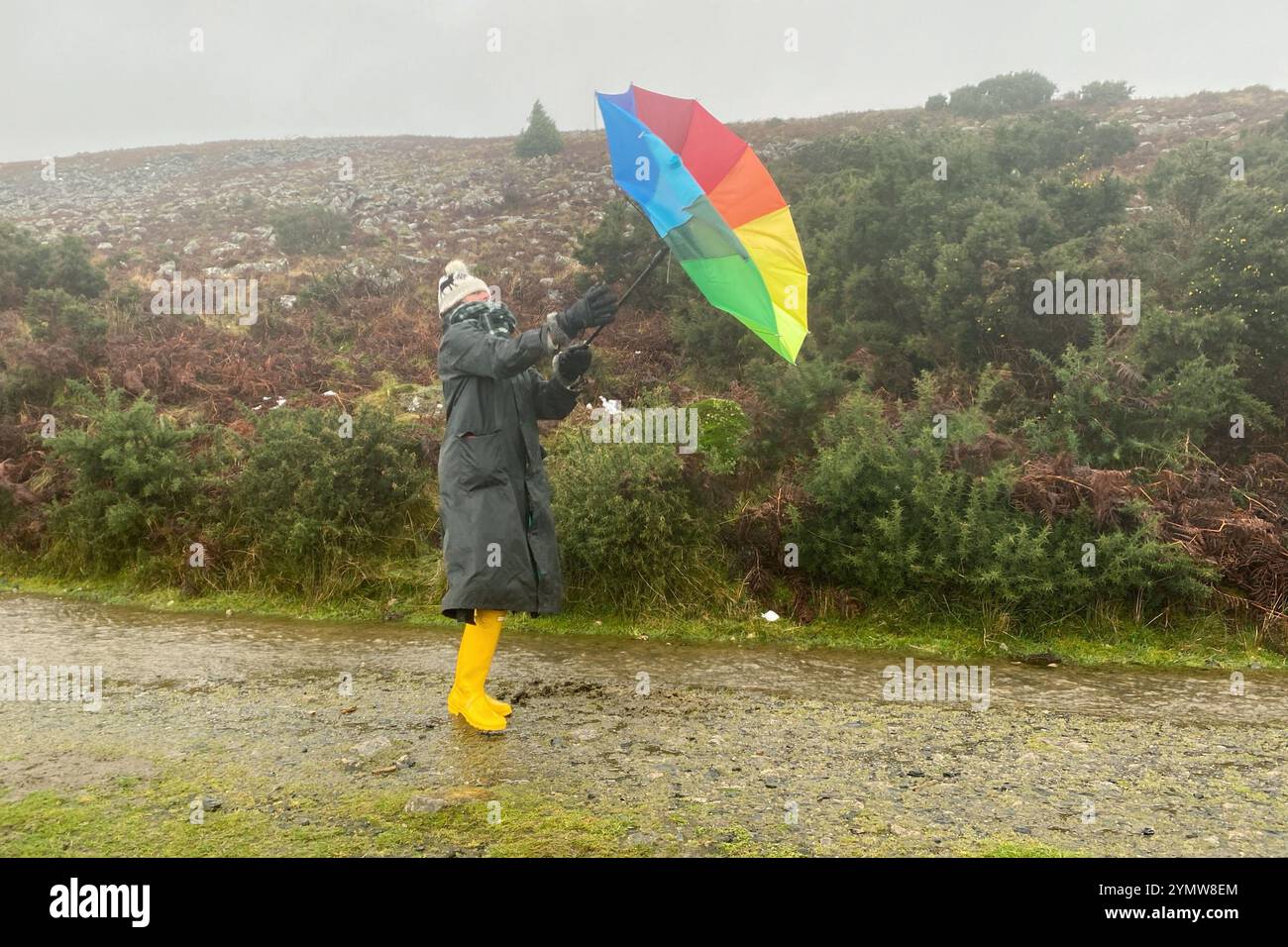 Belstone, Dartmoor, Devon, Großbritannien. Samstag, 23. November 2024. Wetter in Großbritannien: Raich Keene kämpft bei einem regnerischen Spaziergang in Belstone, Dartmoor, Devon gegen starke Sturm-Bert-Winde. Hinweis: Nidpor/Alamy Live News Stockfoto