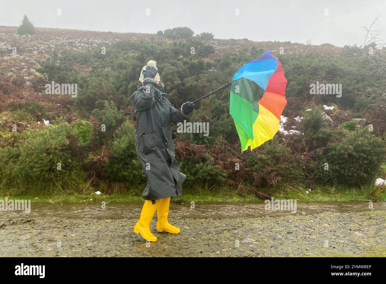 Belstone, Dartmoor, Devon, Großbritannien. Samstag, 23. November 2024. Wetter in Großbritannien: Raich Keene kämpft bei einem regnerischen Spaziergang in Belstone, Dartmoor, Devon gegen starke Sturm-Bert-Winde. Hinweis: Nidpor/Alamy Live News Stockfoto