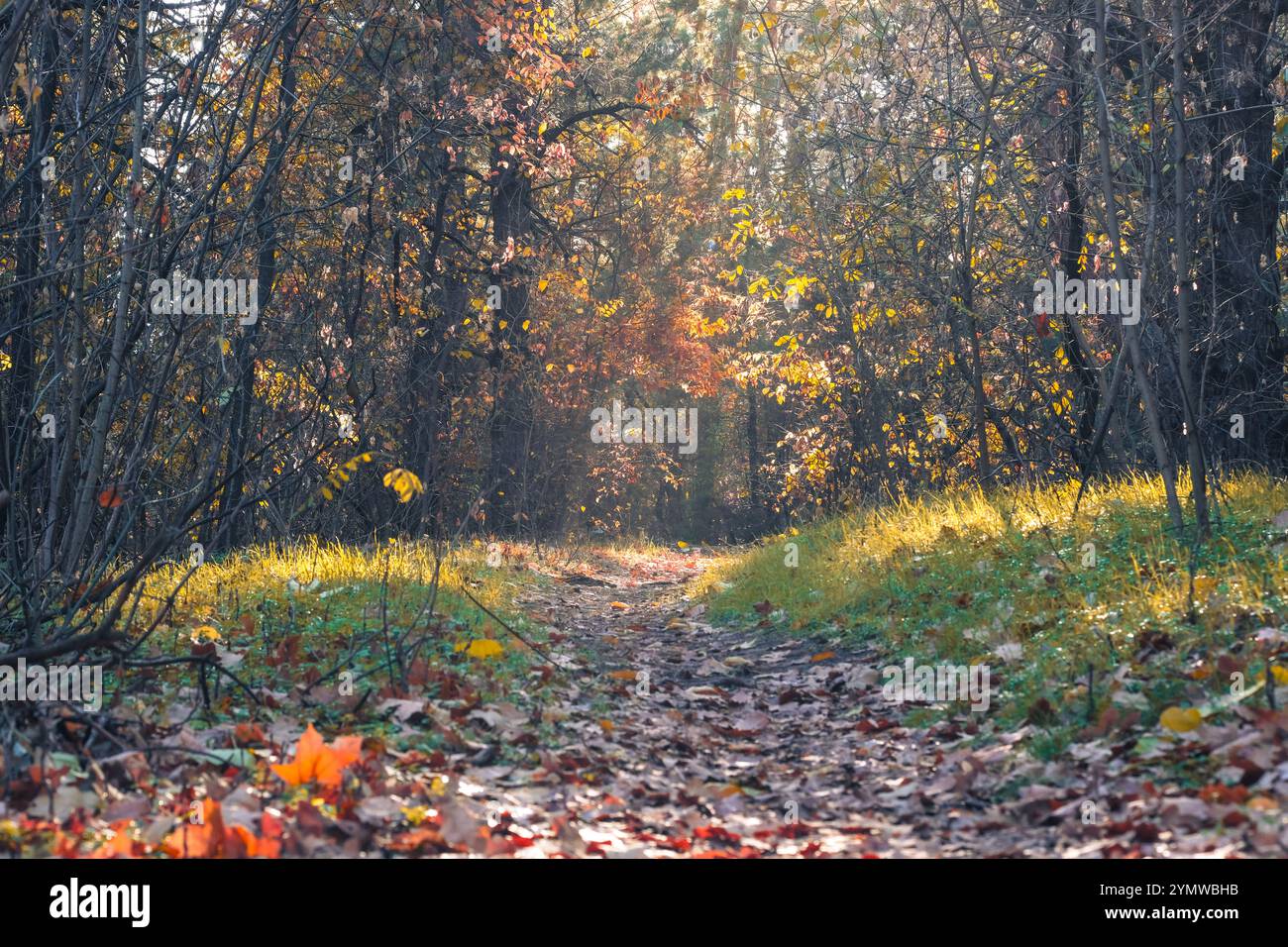 Ein malerischer Herbstweg, der wunderschön mit lebhaftem Laub und warmem Sonnenlicht geschmückt ist, lädt jeden Wanderer ein, die atemberaubende Schönheit der Natur in all ihrer Pracht zu erkunden und zu schätzen Stockfoto