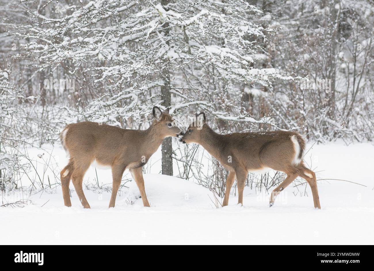 Weißwedelhirsche (Odocoileus virginianus) reizen nach einem Schneefall im Acadia-Nationalpark, Maine, USA. Stockfoto
