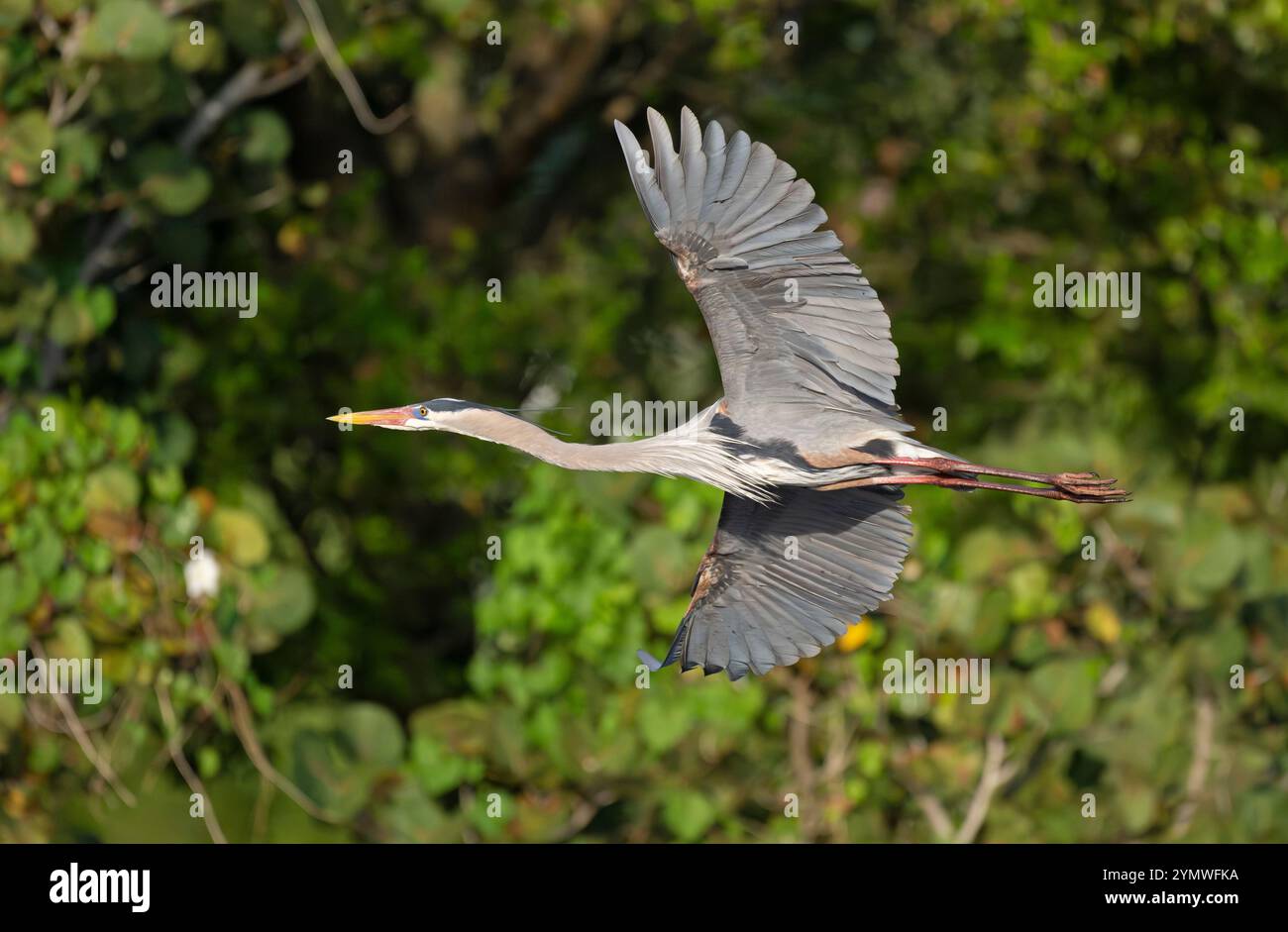 Großer Blaureiher (Ardea herodias). Audubon Venice Rookery, Florida. Stockfoto