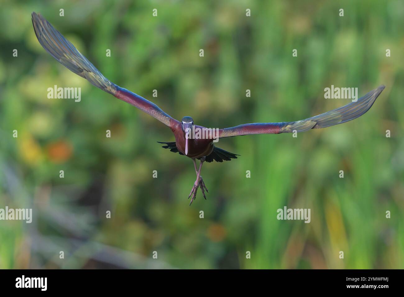 Glossy Ibis (Plegadis falcinellus). Marsch in der Audubon Venice Rookery, Florida. Stockfoto