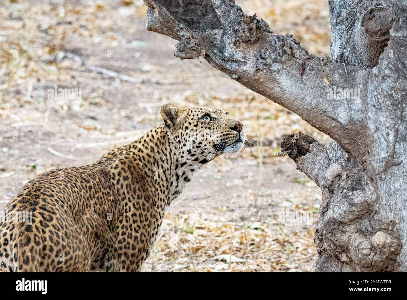 Stehender Leopard, der auf einen Baum blickt Stockfoto
