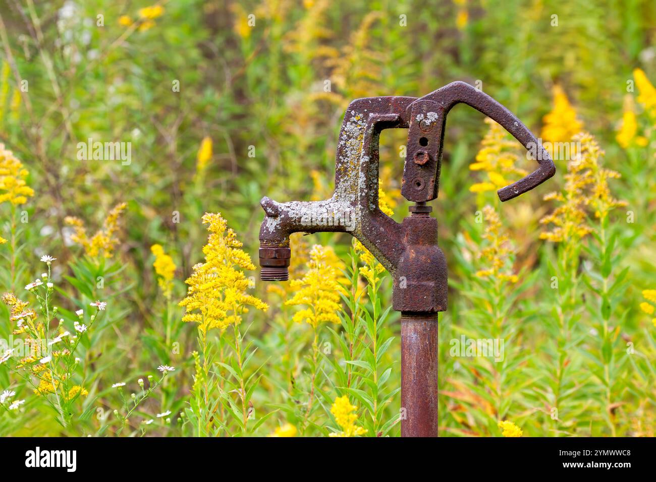 Langsam von einem Herbstblumenfeld überholt, erliegt eine rostige alte Handpumpe den Elementen der Natur. Stockfoto