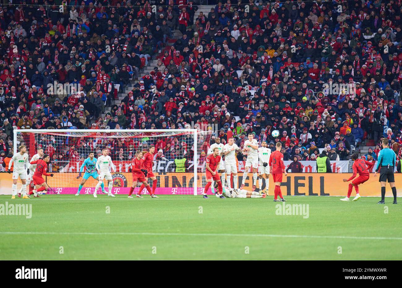 Michael Olise (FCB 17) Freistoß im Spiel FC BAYERN MÜNCHEN - FC AUGSBURG 3-0 am 22. November 2024 in München. Saison 2024/2025, 1.Bundesliga, FCB, München, Spieltag 11, 11.Spieltag Fotograf: ddp Images/STAR-Images - DFL-VORSCHRIFTEN VERBIETEN JEDE VERWENDUNG VON FOTOS als BILDSEQUENZEN und/oder QUASI-VIDEO - Credit: ddp Media GmbH/Alamy Live News Stockfoto