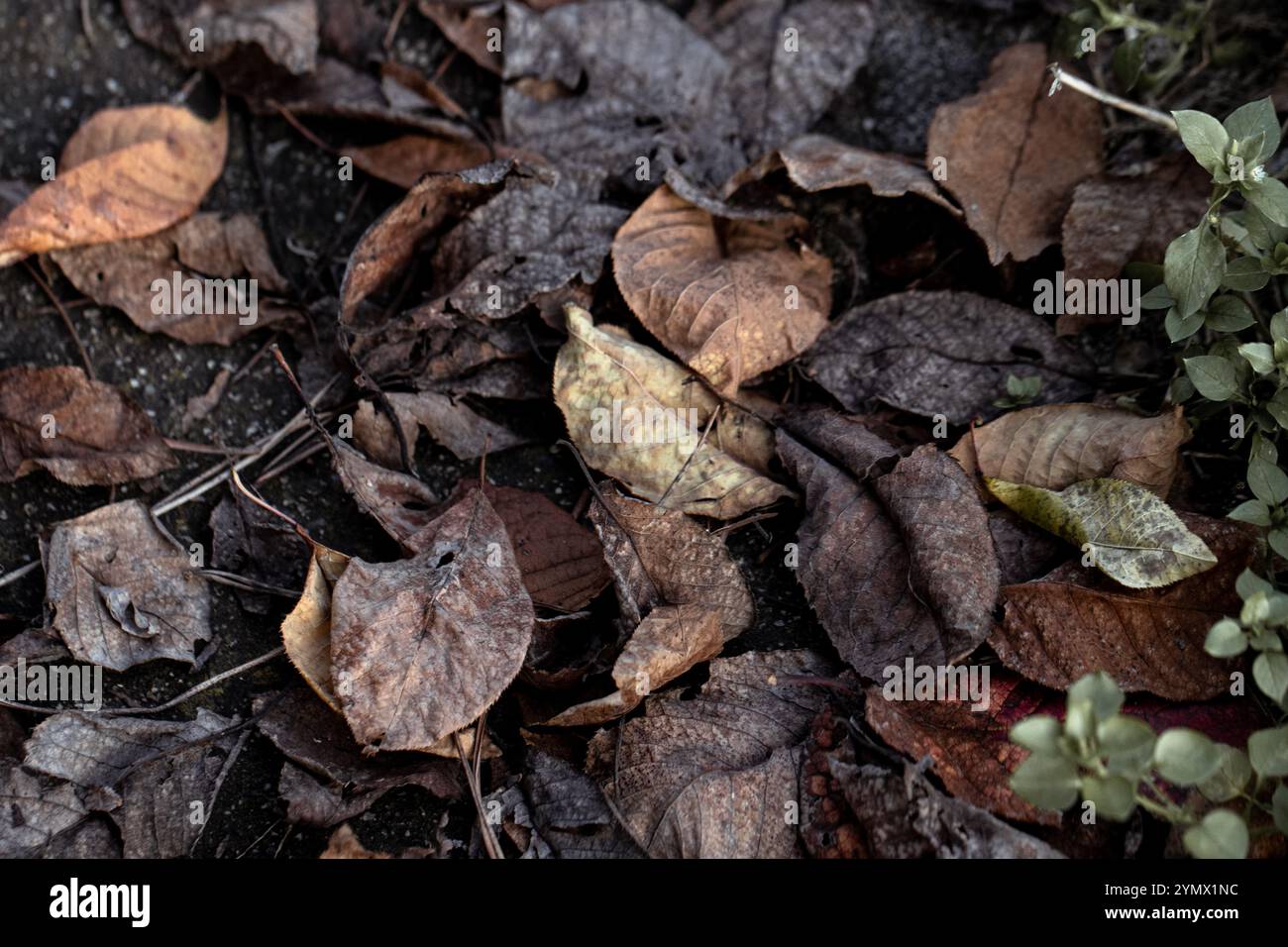 Detaillierte Textur trockener Blätter in natürlichen Umgebungen, die die Schönheit des Verfalls im Herbst veranschaulicht Stockfoto