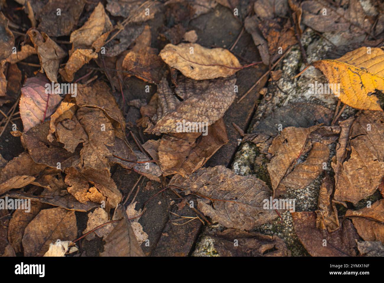 Detaillierte Textur trockener Blätter in natürlichen Umgebungen, die die Schönheit des Verfalls im Herbst veranschaulicht Stockfoto