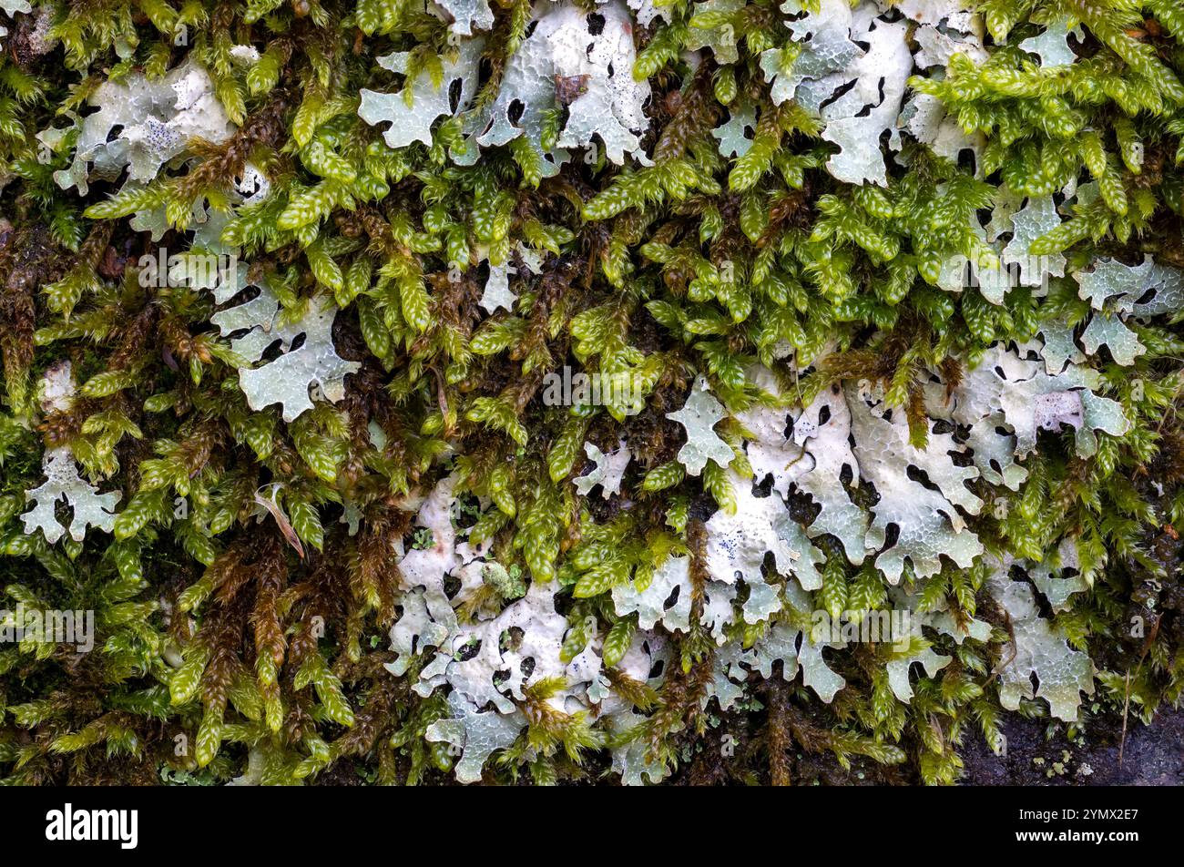Flechten und Moose Stockfoto
