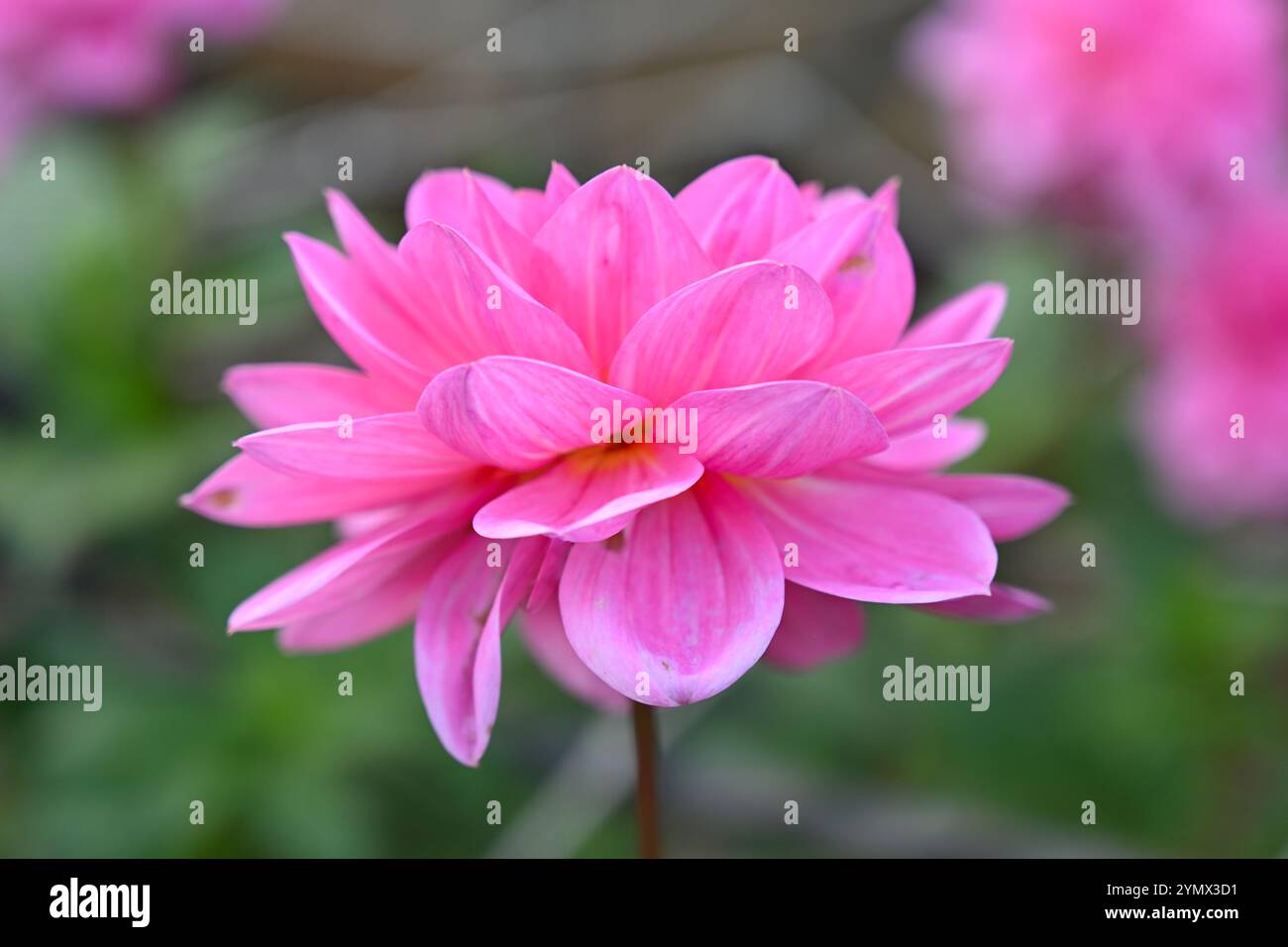 Hellrosa Herbstblume der Wasserlilie Dahlia Onesta im britischen Garten Oktober Stockfoto