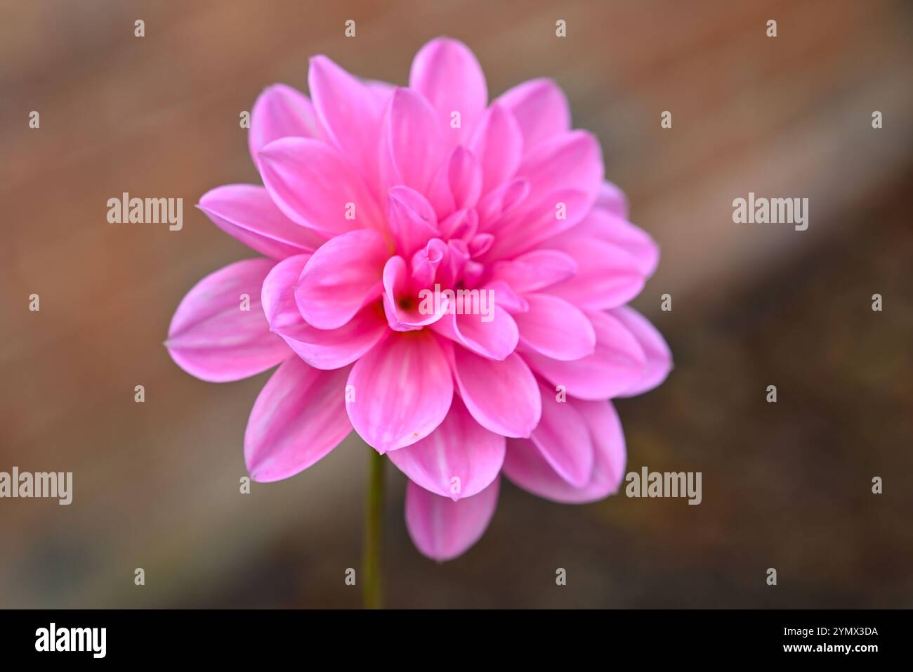 Hellrosa Herbstblume der Wasserlilie Dahlia Onesta im britischen Garten Oktober Stockfoto