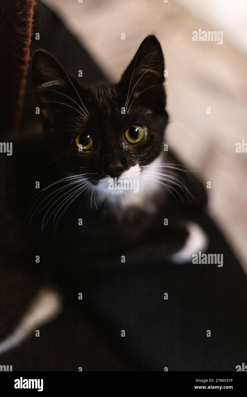 Schwarze Tussi mit weißem Hals schaut mit großen, weiten Augen in die Kamera. Stockfoto