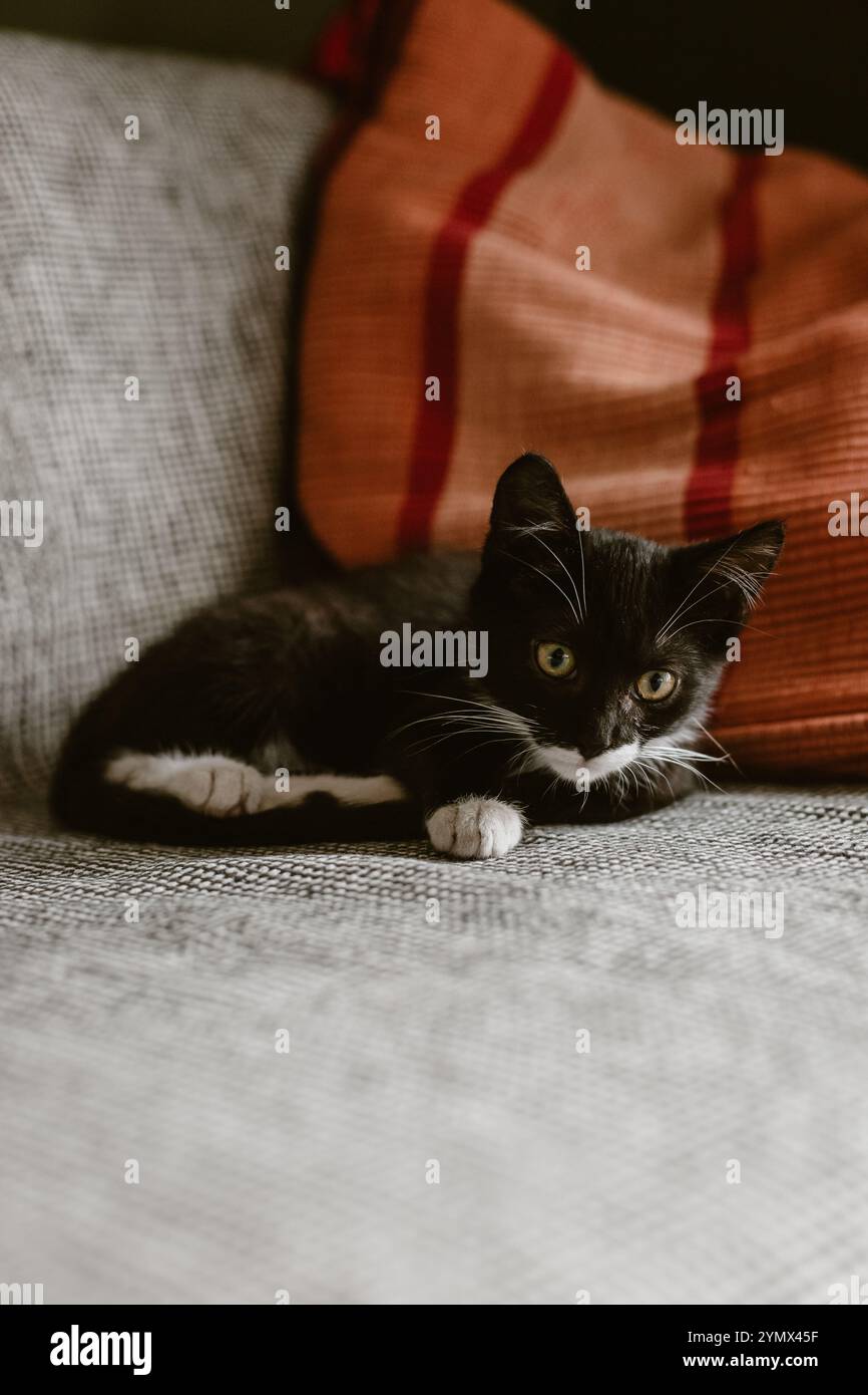 Schwarzes Kätzchen mit weißem Hals, Pfoten und Bauch liegt auf einer grauen Decke auf dem Sofa neben einem roten Kissen. Stockfoto