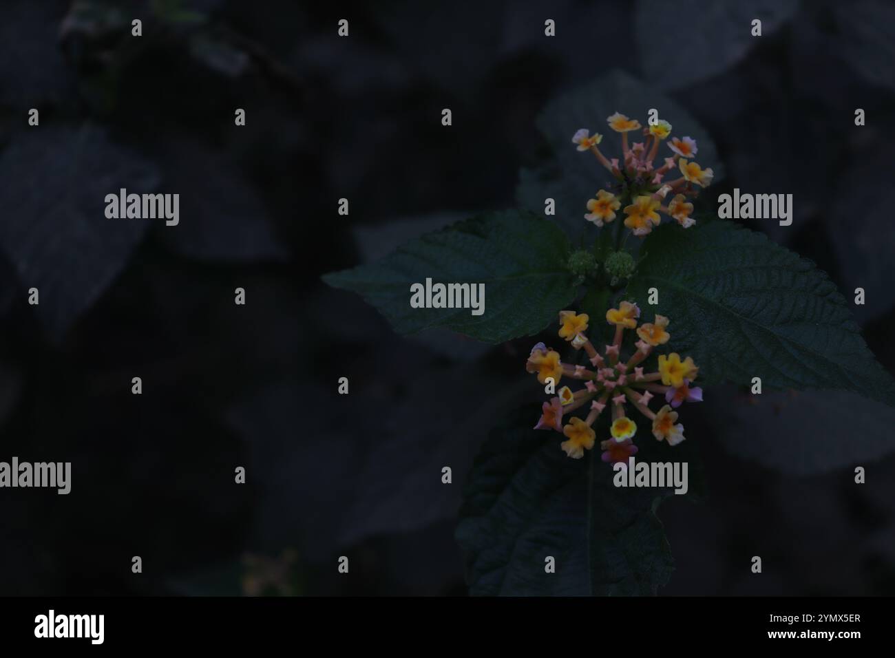 Makro-Natur Stockfoto