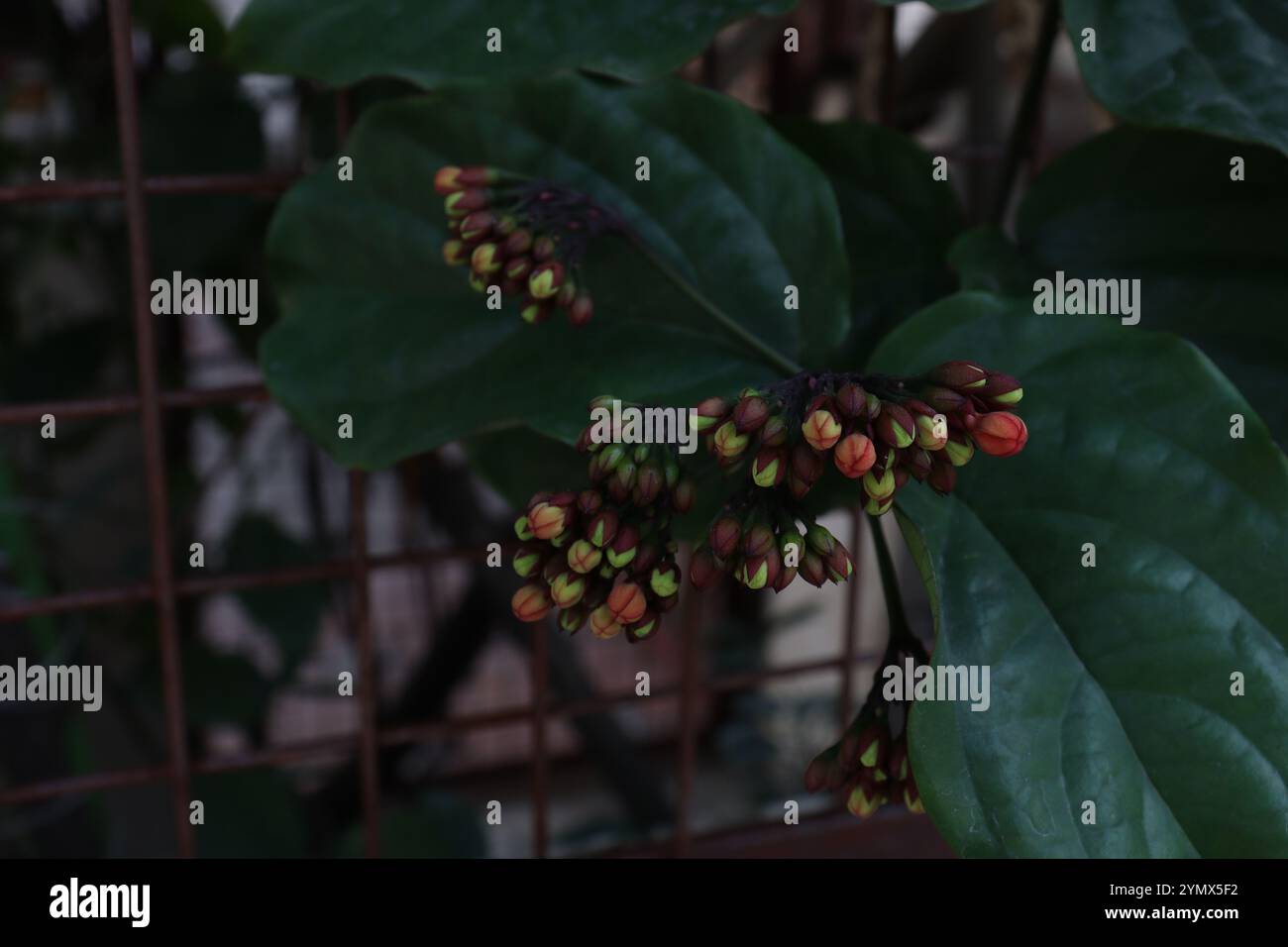 Makro-Natur Stockfoto
