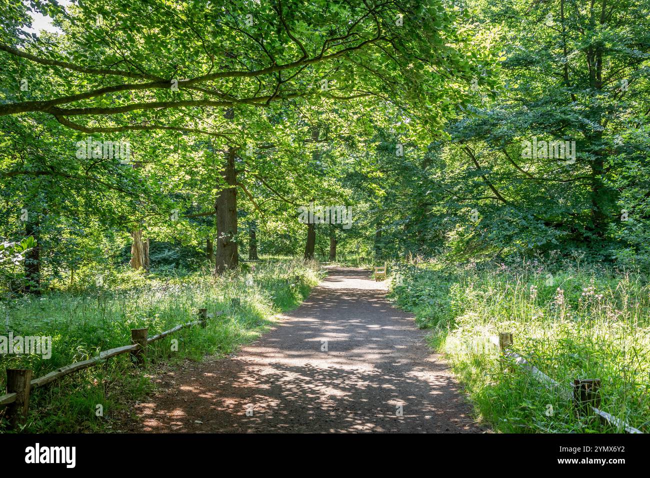 Pfad, Kew Gardens, Richmond, London, England, UK Stockfoto