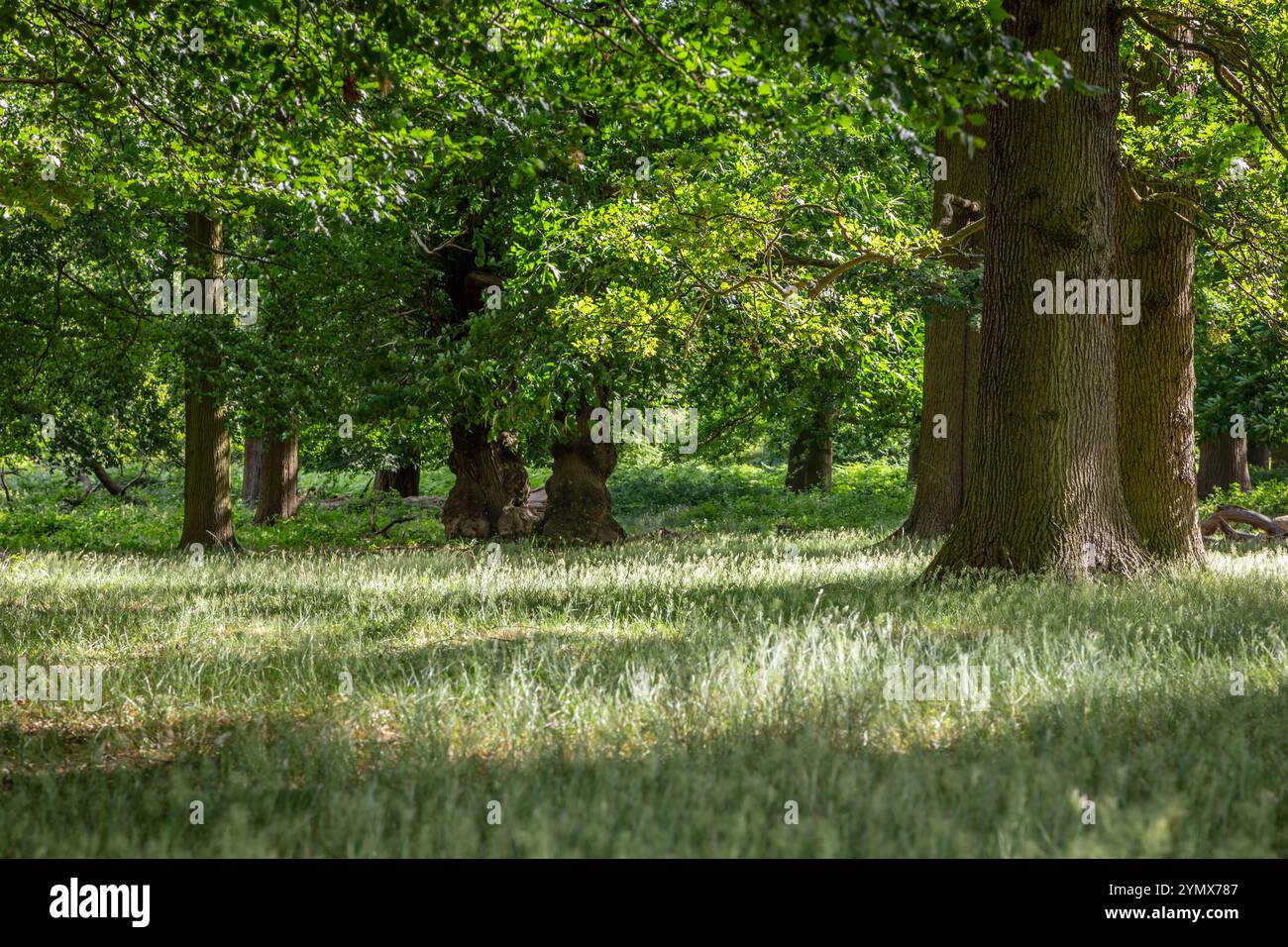 Woodland Scene, Richmond Park, London, England, Großbritannien Stockfoto