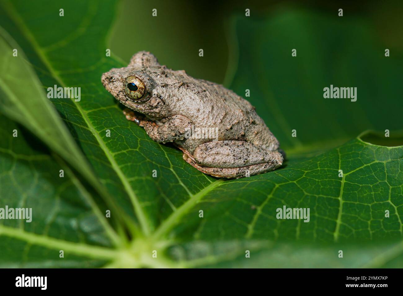 Nahaufnahme eines Meinteiner Baumfrosches (Chirixalus idiootocus) auf leuchtend grünen Blättern. Die grau melierte Haut des Frosches steht im Kontrast zu den hellen Farben Stockfoto
