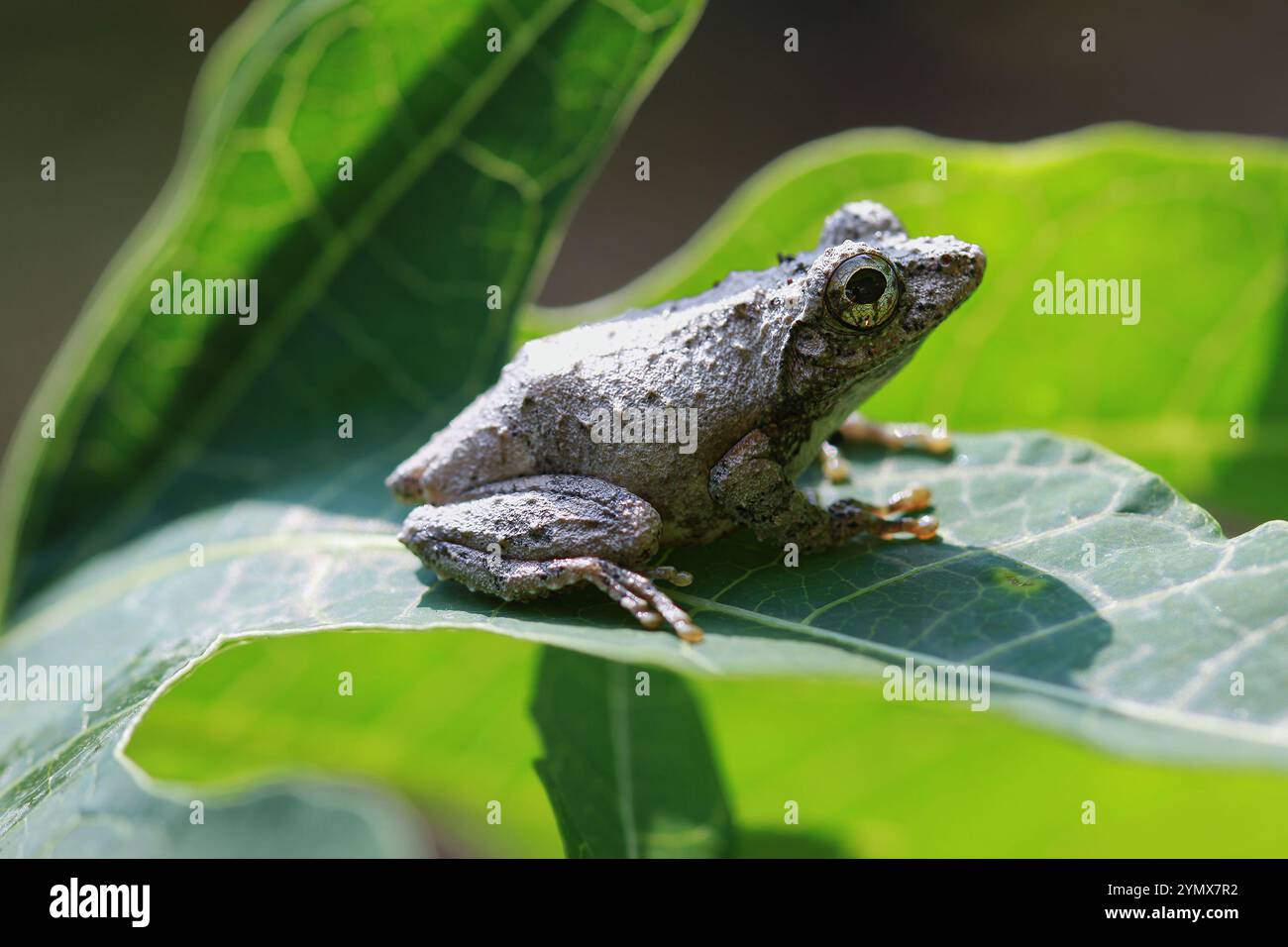 Nahaufnahme eines Meinteiner Baumfrosches (Chirixalus idiootocus) auf leuchtend grünen Blättern. Die grau melierte Haut des Frosches steht im Kontrast zu den hellen Farben Stockfoto