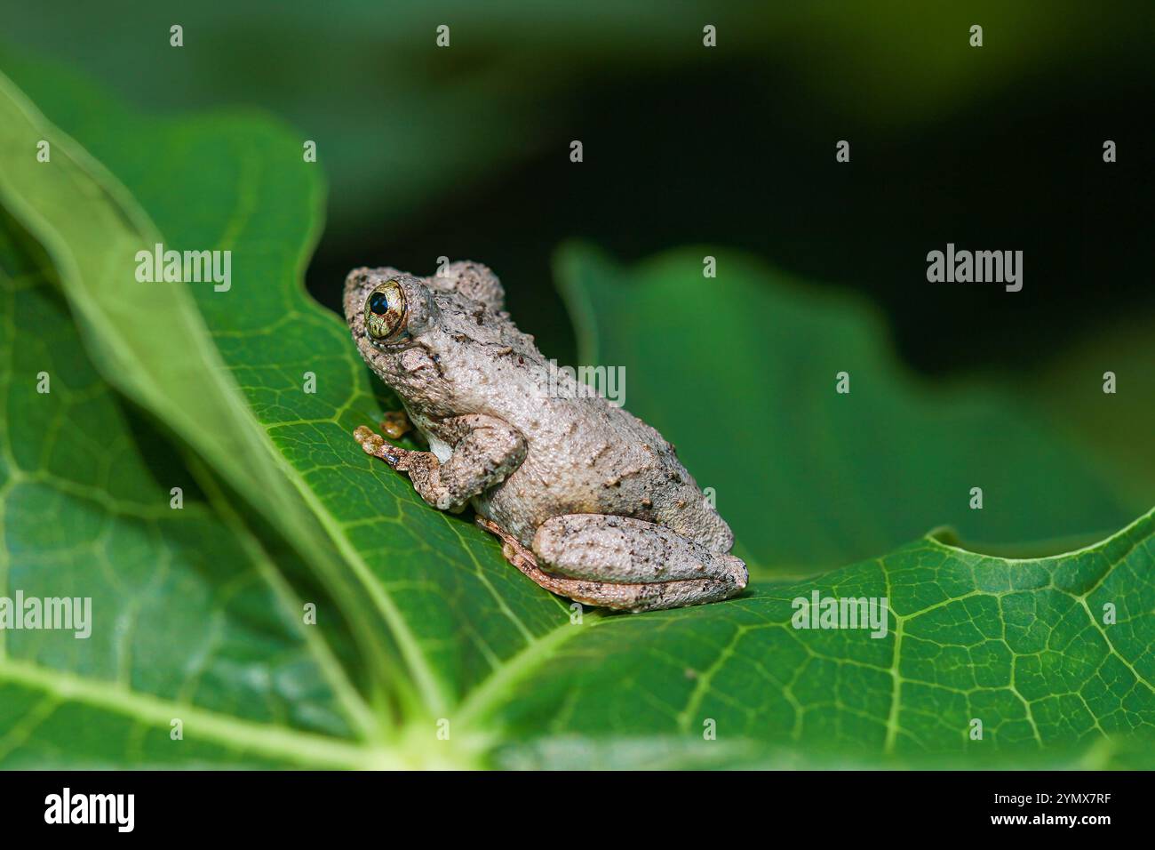 Nahaufnahme eines Meinteiner Baumfrosches (Chirixalus idiootocus) auf leuchtend grünen Blättern. Die grau melierte Haut des Frosches steht im Kontrast zu den hellen Farben Stockfoto