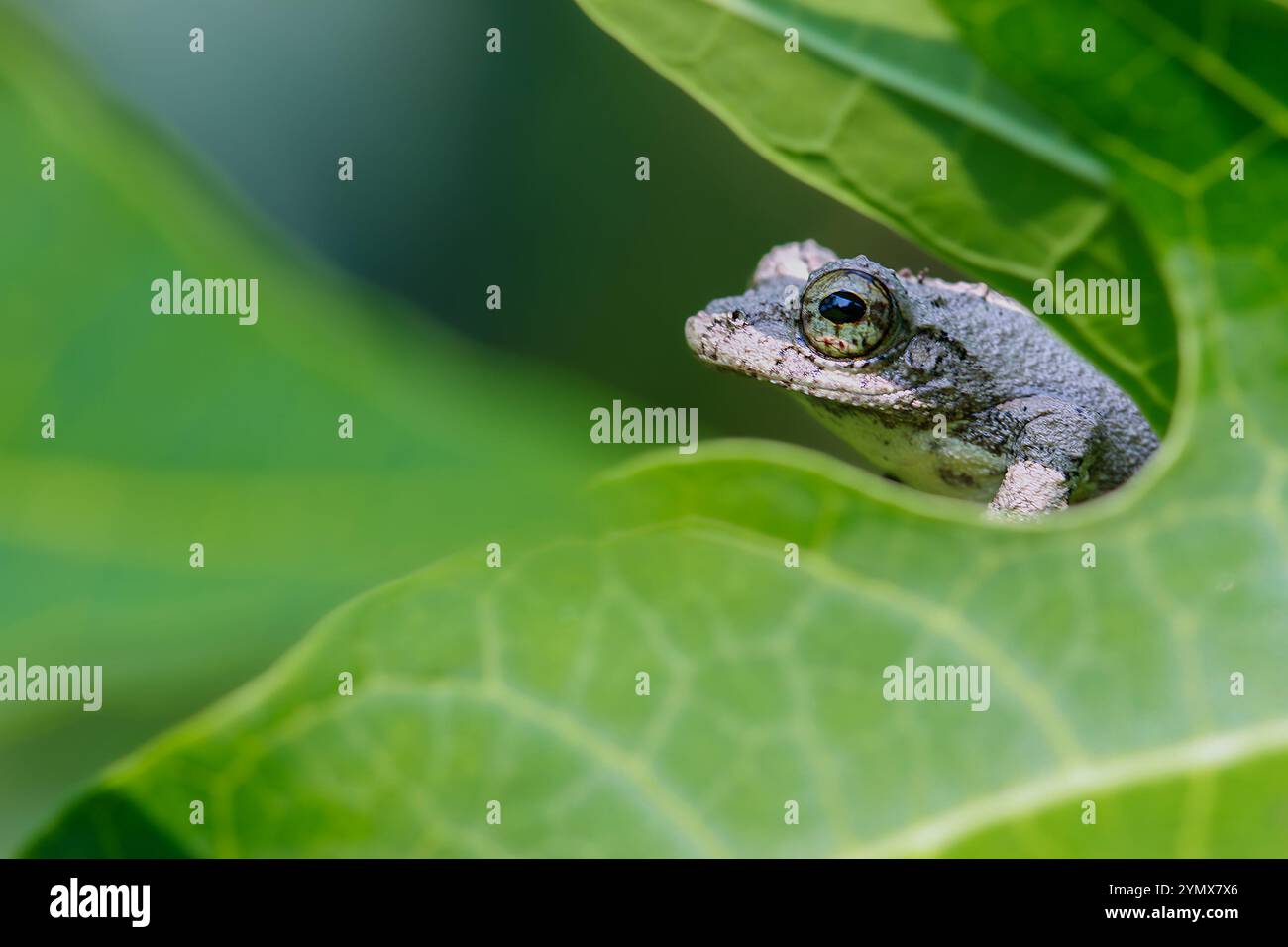 Nahaufnahme eines Meinteiner Baumfrosches (Chirixalus idiootocus) auf leuchtend grünen Blättern. Die grau melierte Haut des Frosches steht im Kontrast zu den hellen Farben Stockfoto