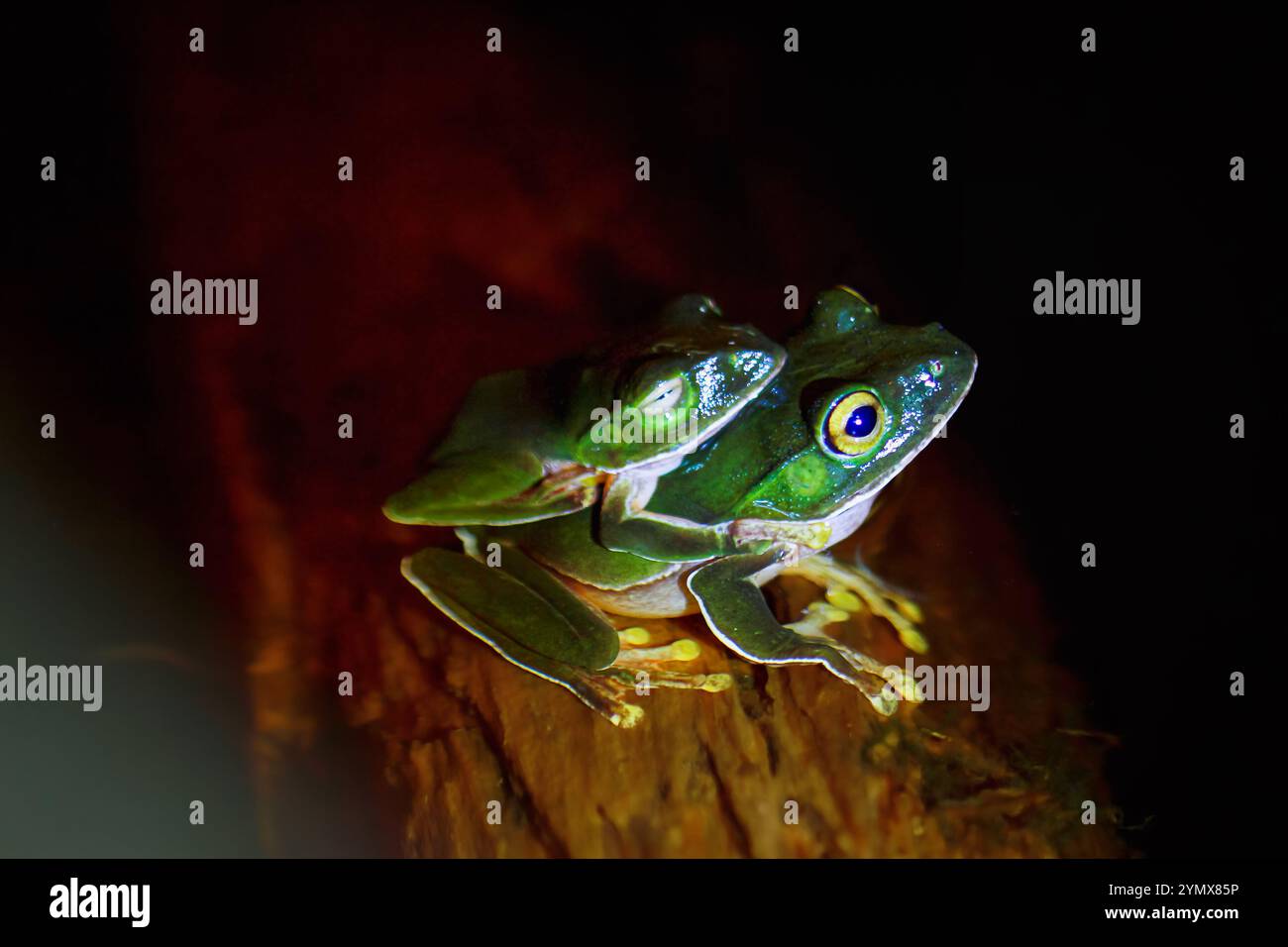 Zwei Orangenbauchfrösche (Zhangixalus aurantiventris) auf einem Baumstamm. Die Frösche haben glatte, dunkelgrüne Rückseite und hellorange-rote Unterseite. Ne Stockfoto