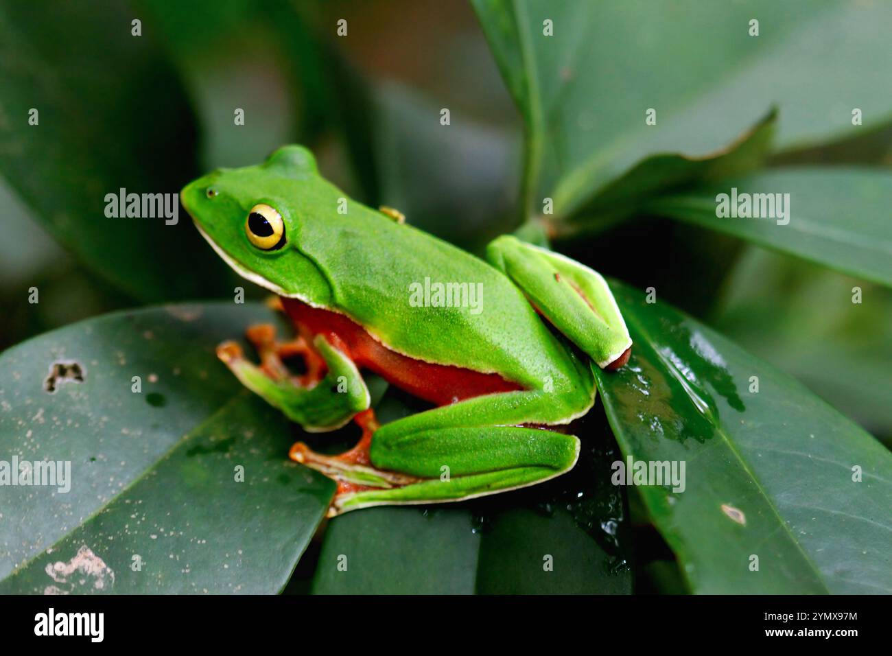 Ein leuchtender Orangenbauchfrosch (Zhangixalus aurantiventris) mit einem glatten, dunkelgrünen Rücken und orange-rotem Bauch, der auf einem Ast thront. New Taipei City, Stockfoto