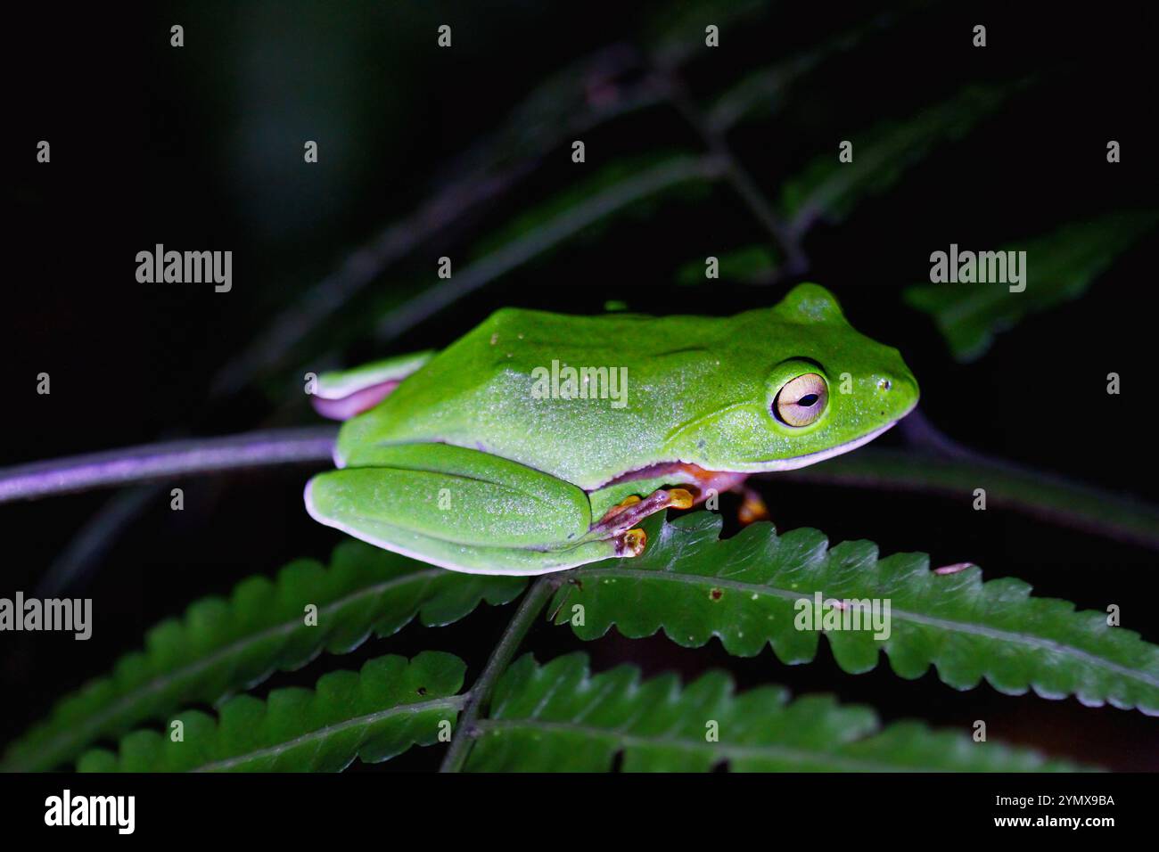 Ein leuchtender Orangenbauchfrosch (Zhangixalus aurantiventris) mit einem glatten, dunkelgrünen Rücken und orange-rotem Bauch, der auf einem Ast thront. New Taipei City, Stockfoto