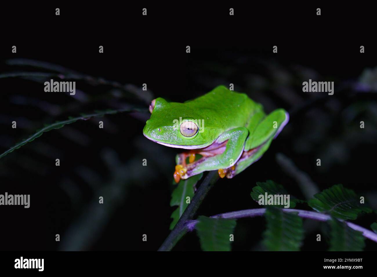 Ein leuchtender Orangenbauchfrosch (Zhangixalus aurantiventris) mit einem glatten, dunkelgrünen Rücken und orange-rotem Bauch, der auf einem Ast thront. New Taipei City, Stockfoto