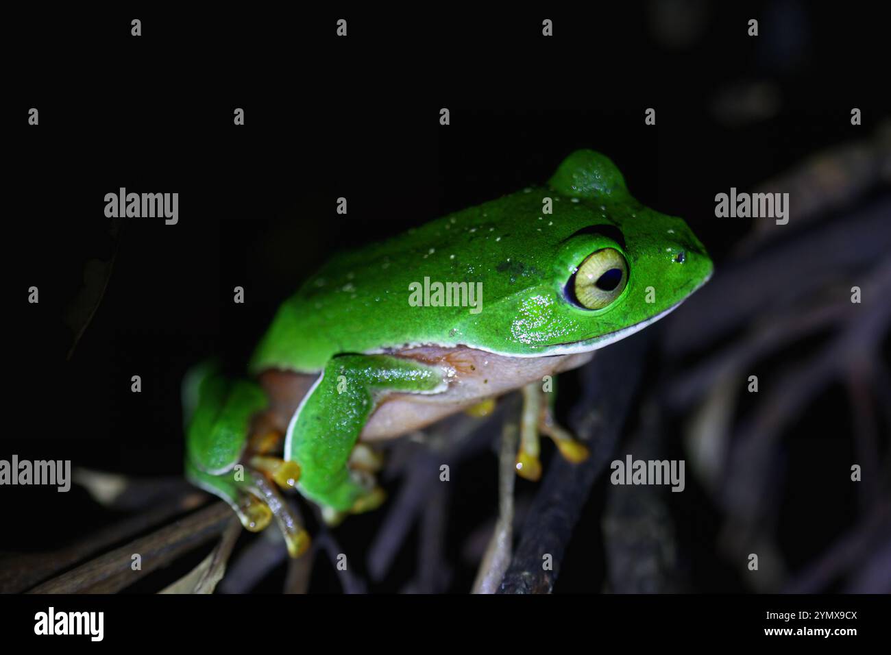 Ein leuchtender Orangenbauchfrosch (Zhangixalus aurantiventris) mit einem glatten, dunkelgrünen Rücken und orange-rotem Bauch, der auf einem Ast thront. New Taipei City, Stockfoto
