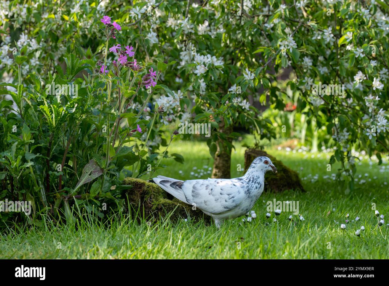 Wilde Taube Stockfoto