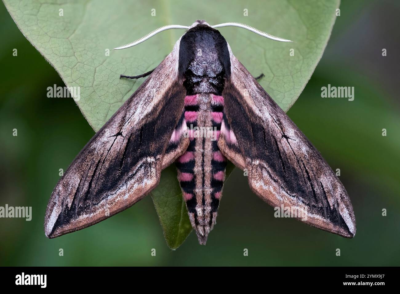 Liguster Hawkmoth Stockfoto