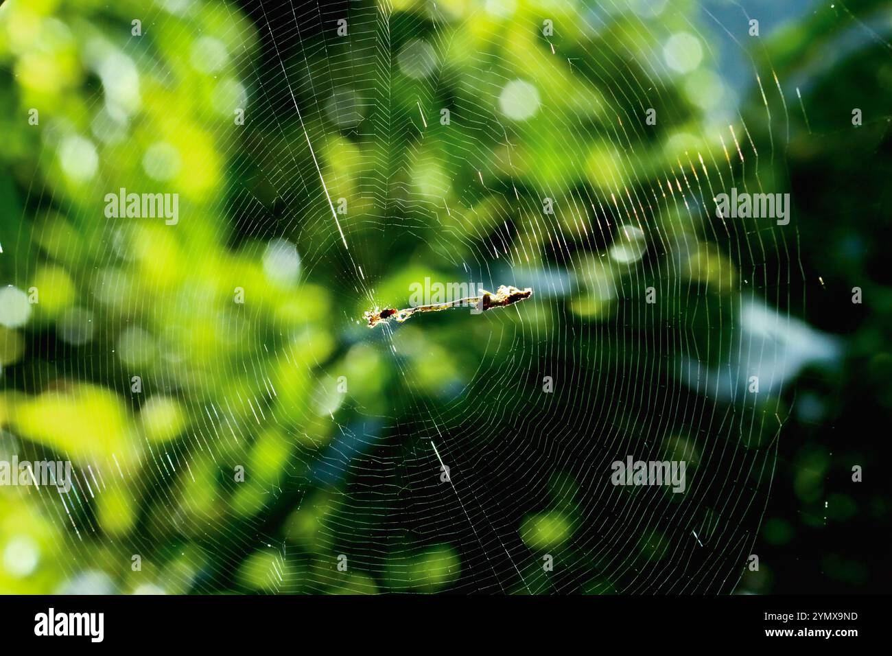 Ein Spinnennetz in einer üppigen grünen Umgebung. Das Netz dient als Falle für Beute und als Unterschlupf für die Spinne. New Taipei City, Taiwan. Stockfoto