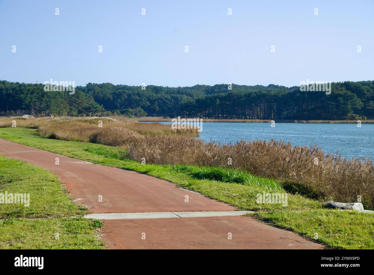 Yangyang County, Südkorea - 3. November 2024: Ein friedlicher Wander- und Radweg verläuft entlang des Pomae Lake, eingerahmt von hohem Gras und bewaldeten Wäldern Stockfoto