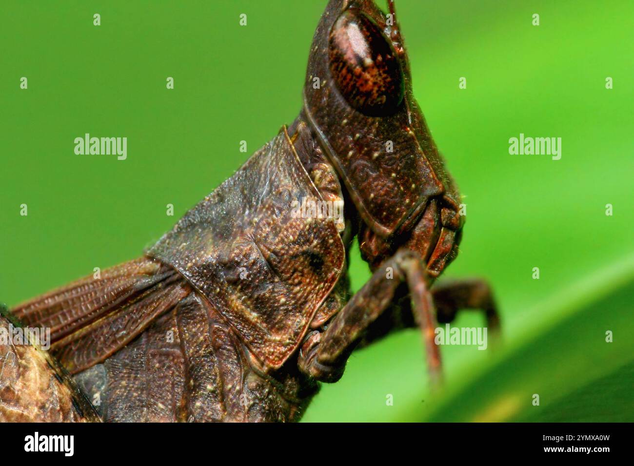 Eine detaillierte Nahaufnahme eines Grashüpfers auf einem grünen Blatt. Der strukturierte Körper des Insekts und das große zusammengesetzte Auge sind deutlich sichtbar. New Taipei City, Taiwan. Stockfoto