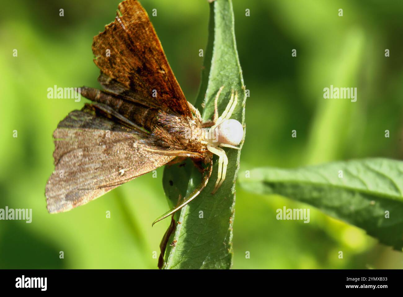 Eine weiße Krabbenspinne, die eine braune Motte auf einem grünen Blatt sucht. Der weiße Körper der Spinne steht im Kontrast zu den braunen Flügeln der Motte. New Taipei City, Taiwan. Stockfoto